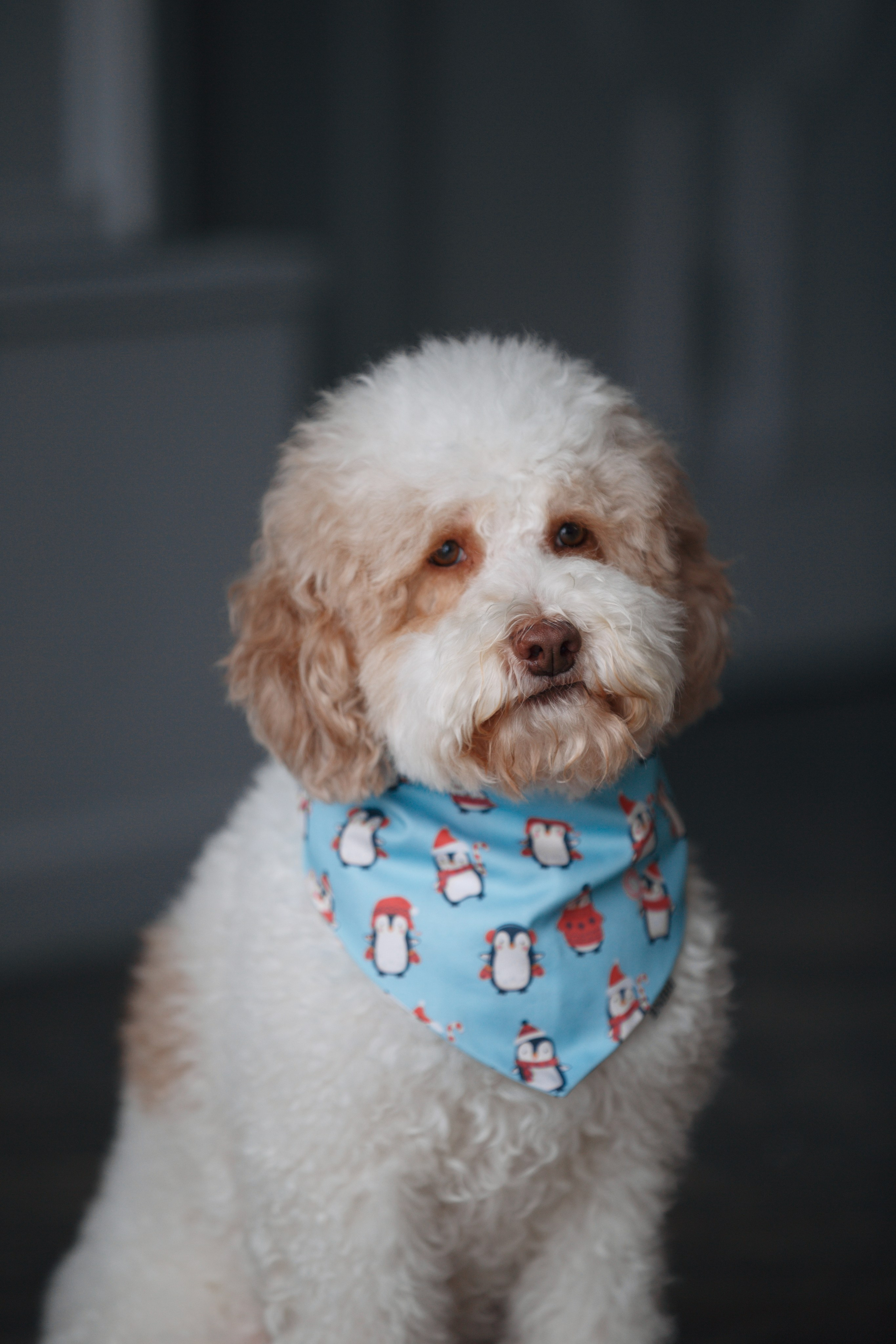 Bmbh лежанки и адресники. Фотограф анималист Кристина Карпова, Москва