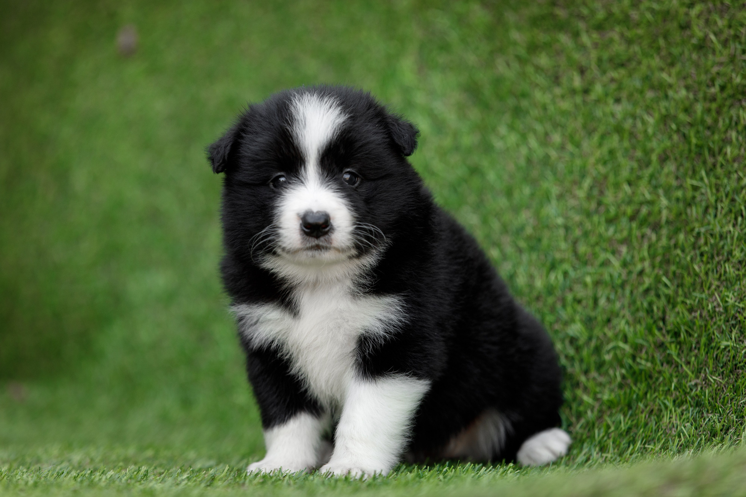 Смешарики. О нас