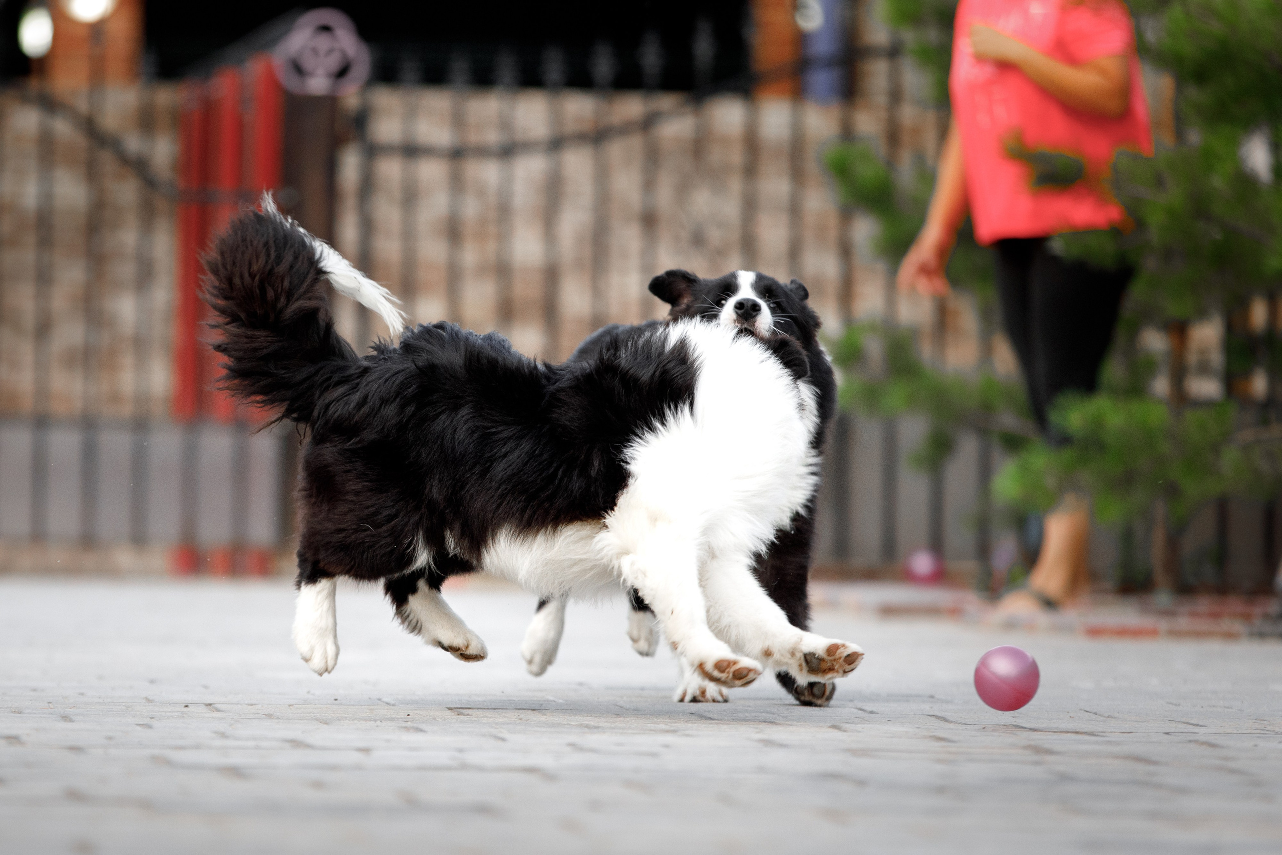 Болтовня в саду. О нас