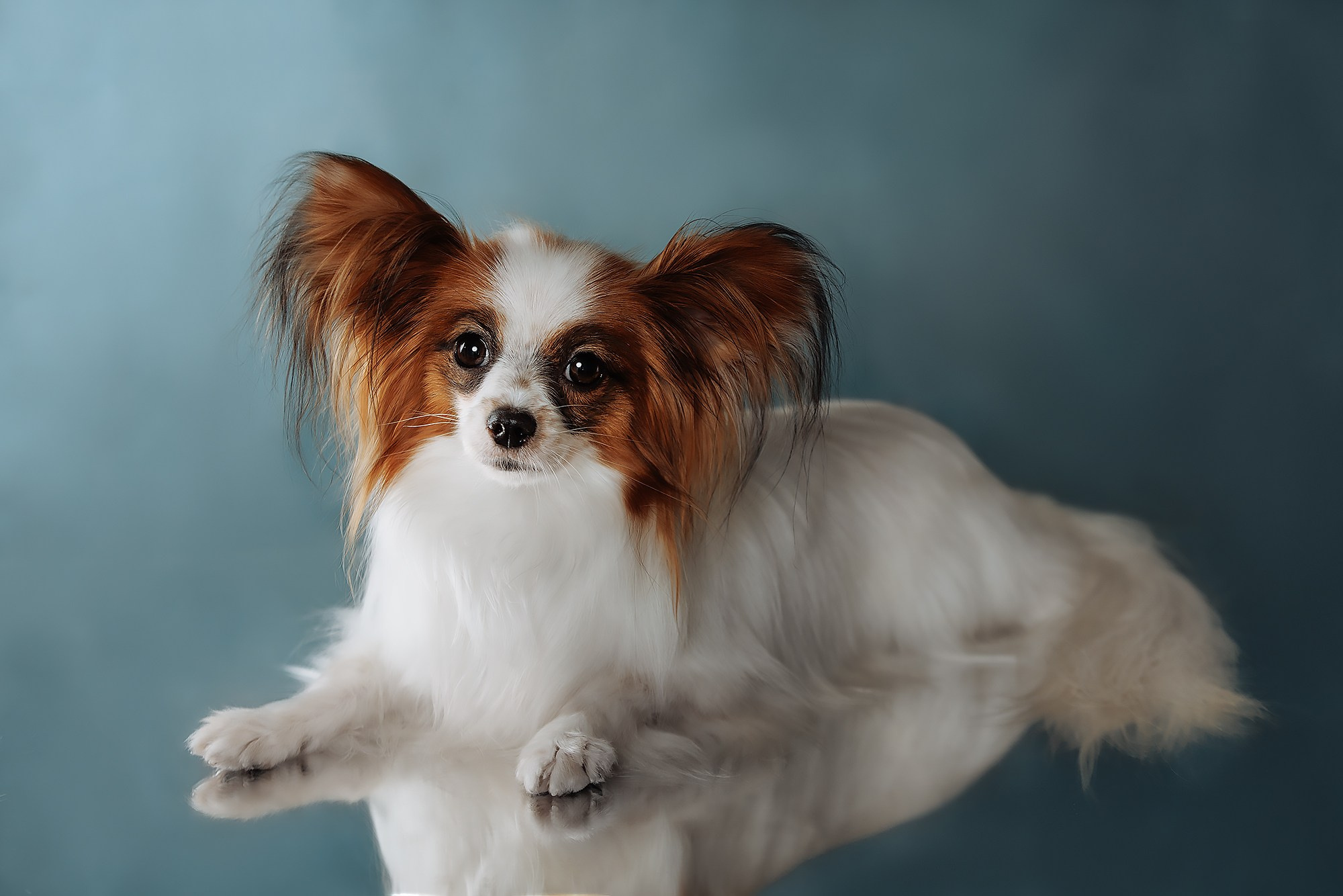 Синева. О нас