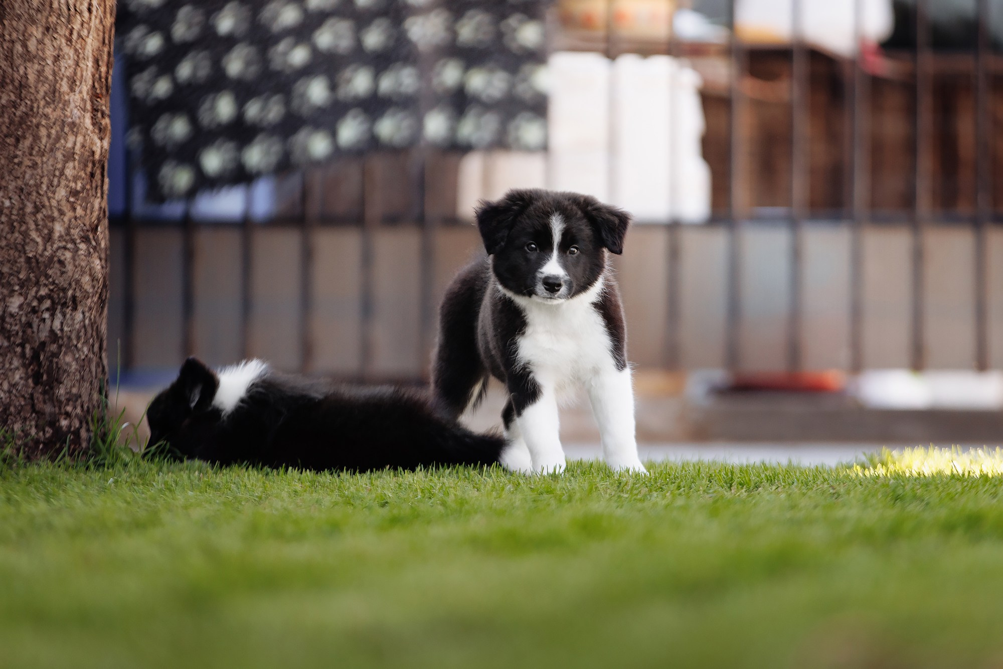 Трава у дома. О нас