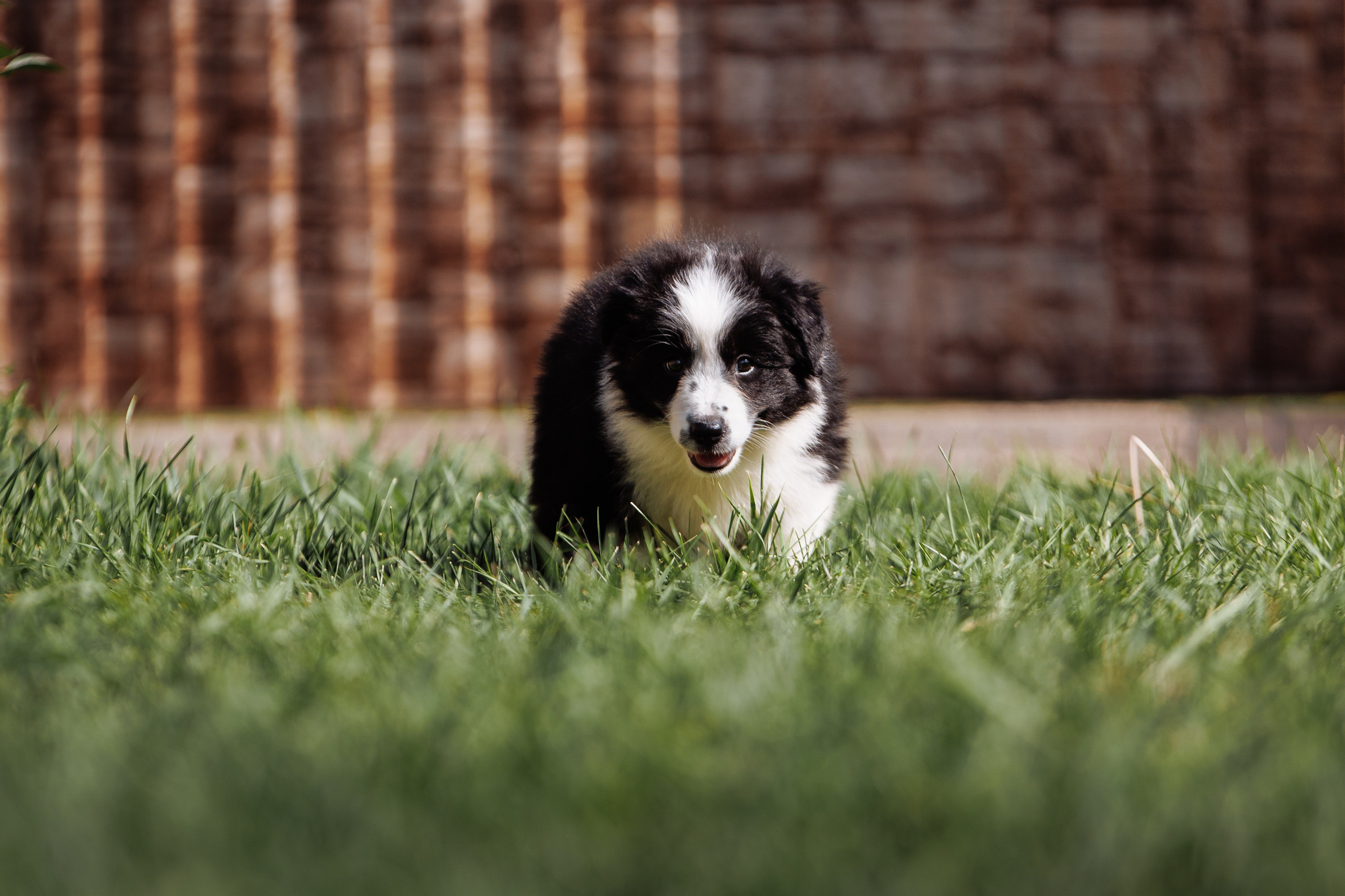 МММ — маленькое мягкое милое. О нас