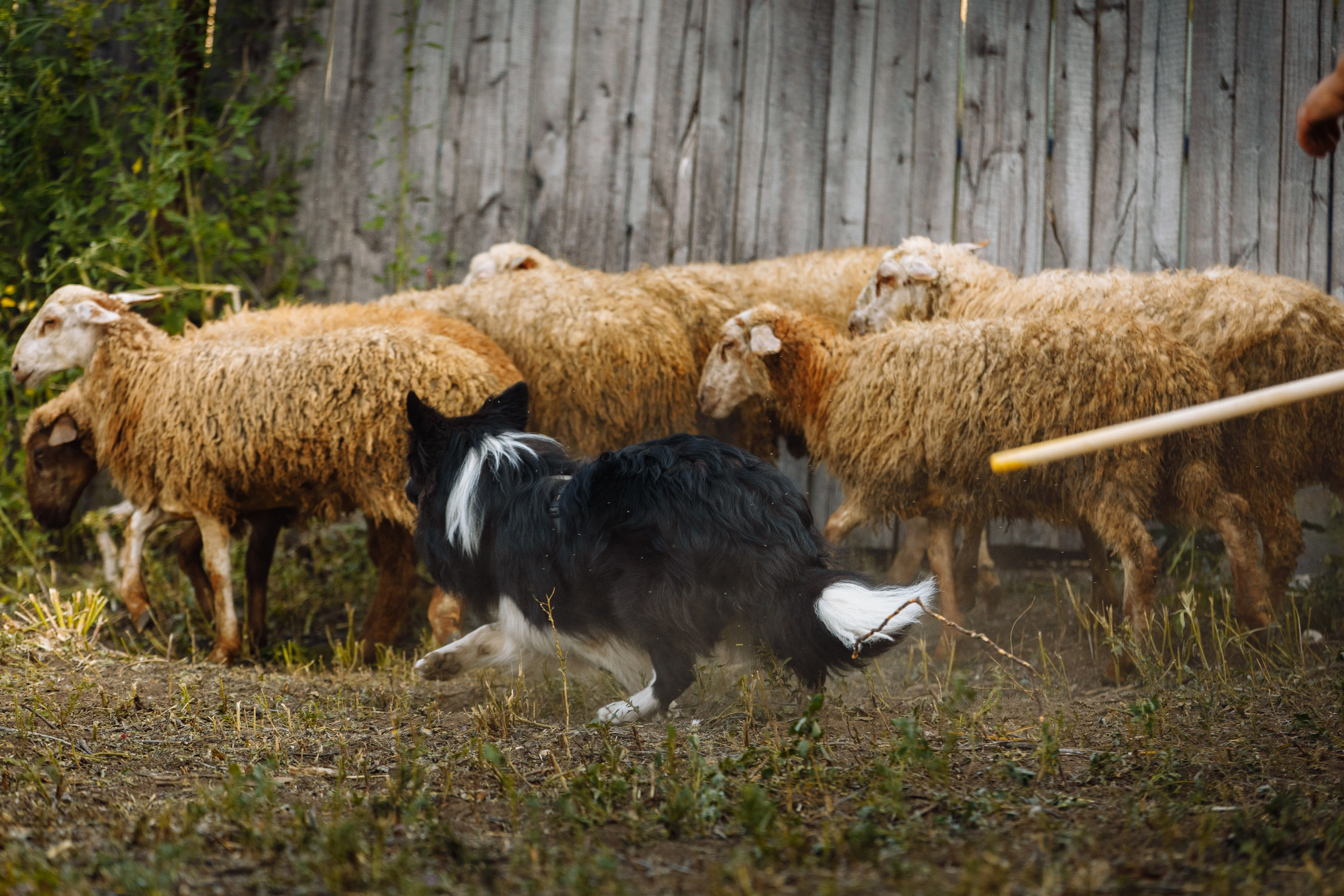 Овечий день. О нас
