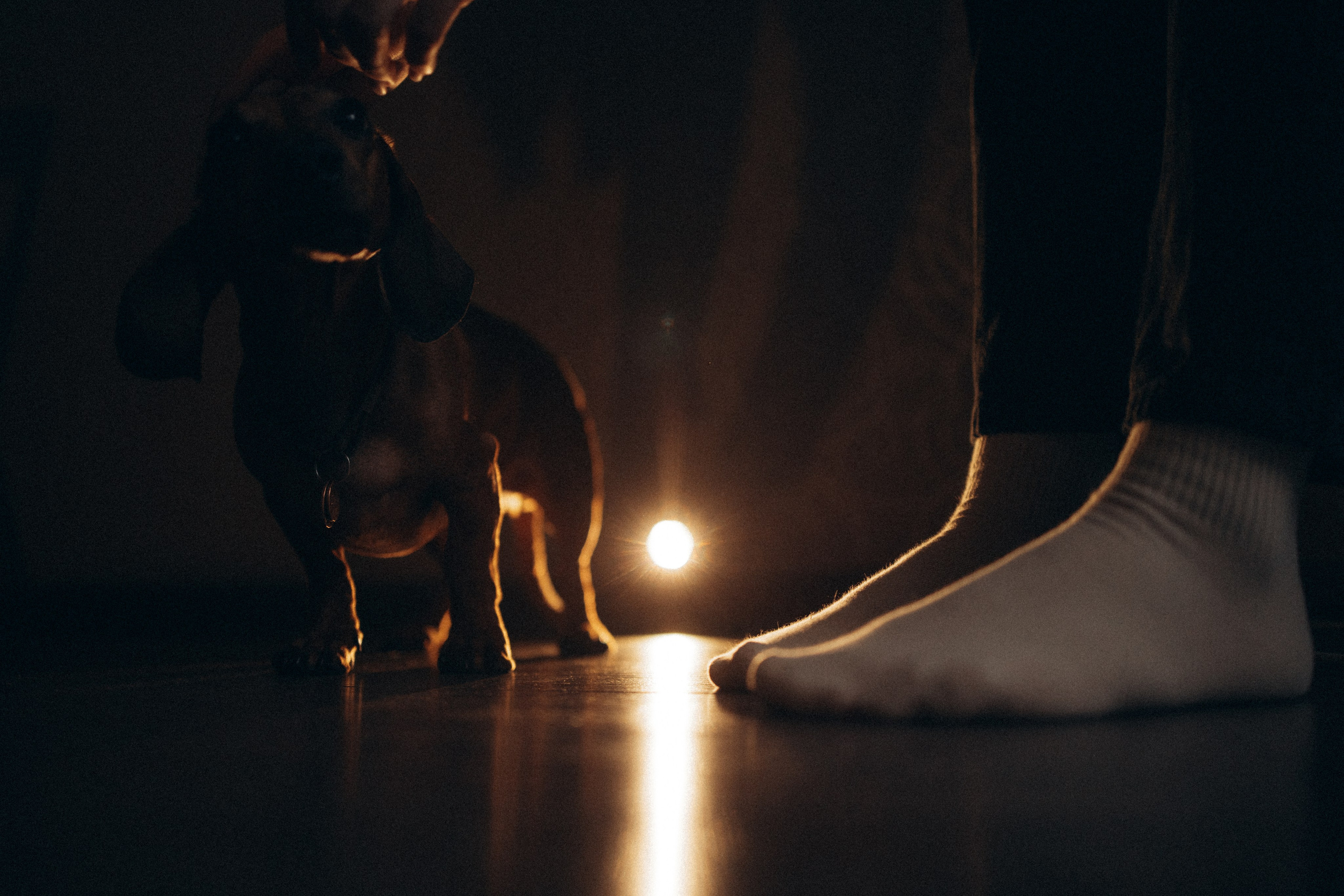 Маша и ее семья. Фотораф — анималист Мария Шистка