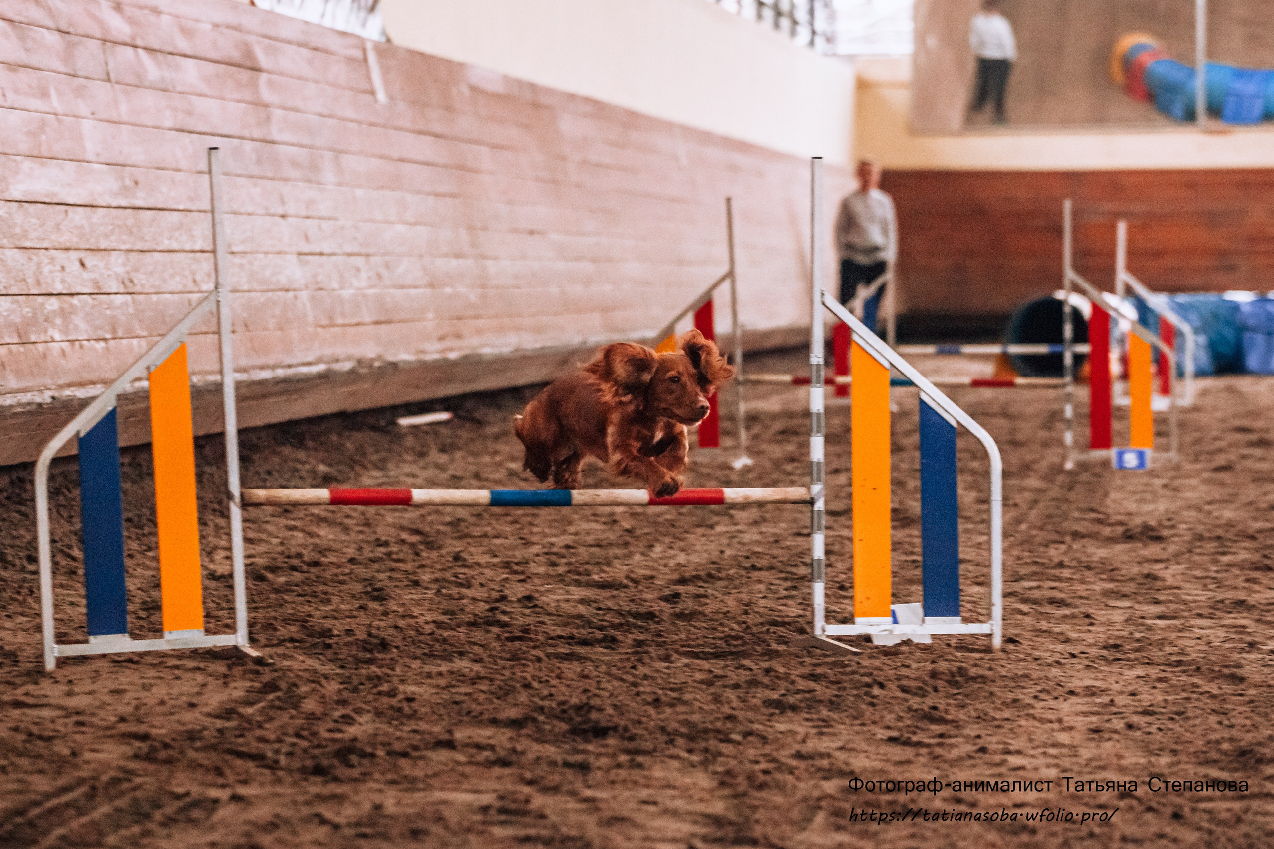 Соревнования по Аджилити 25.02.2024. Фотограф-анималист Татьяна Степанова