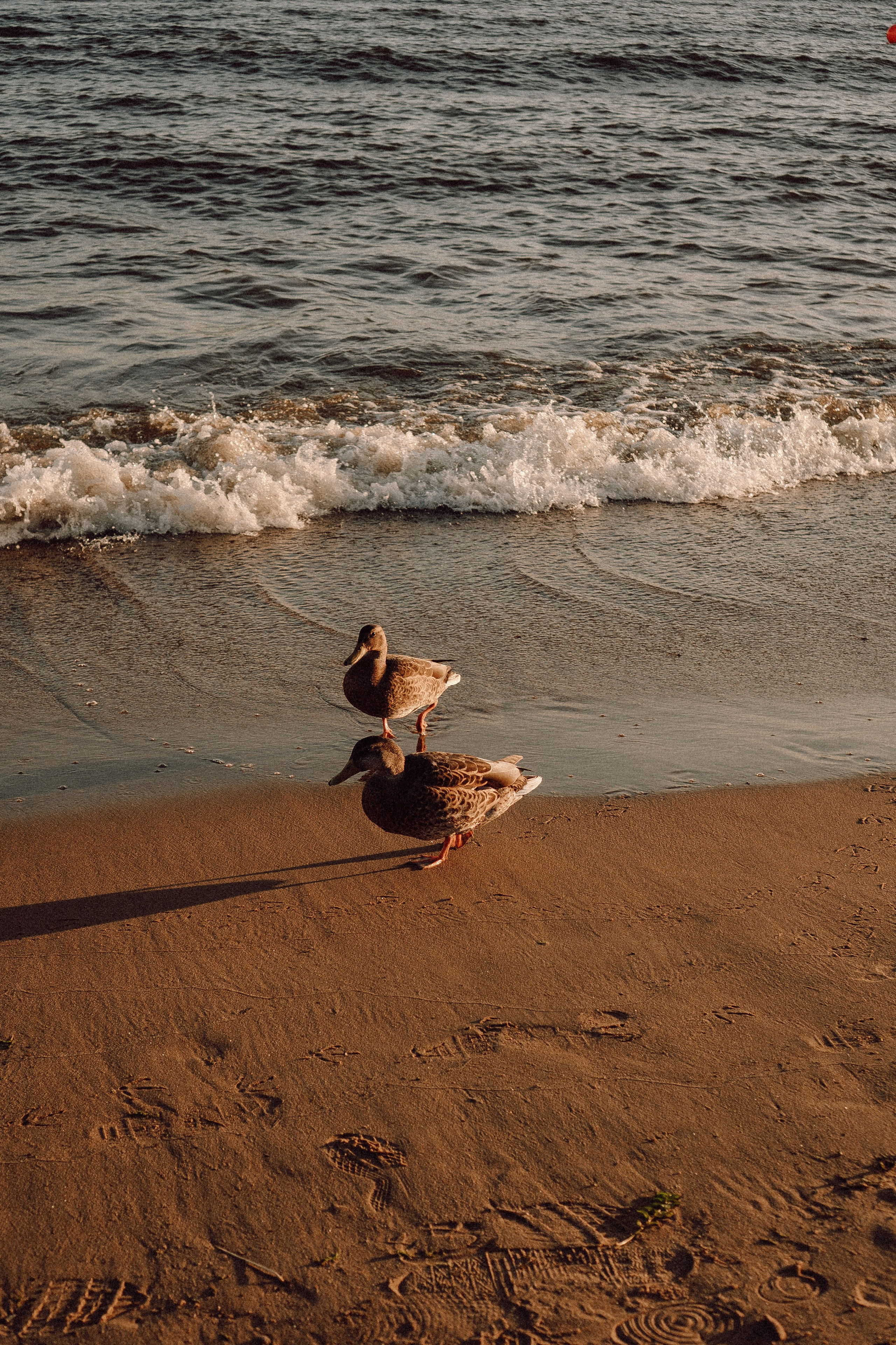 РОМАНТИКА ФИНСКОГО ЗАЛИВА. Профессиональный фотограф, Санкт-Петербург — Виктория Богомолова