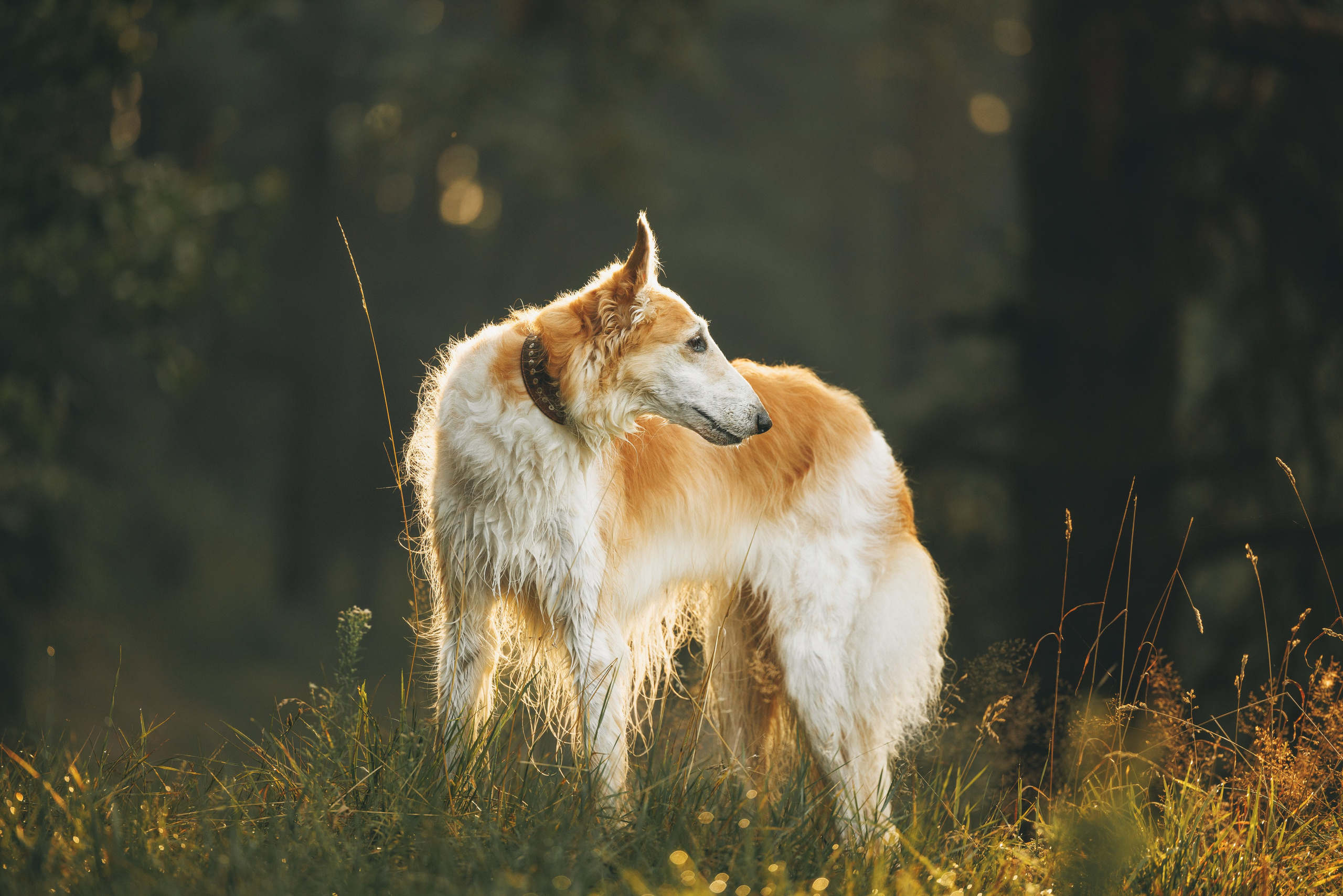 Сергей, Оксана и Жара. Фотограф анималист Осипчикова Мария