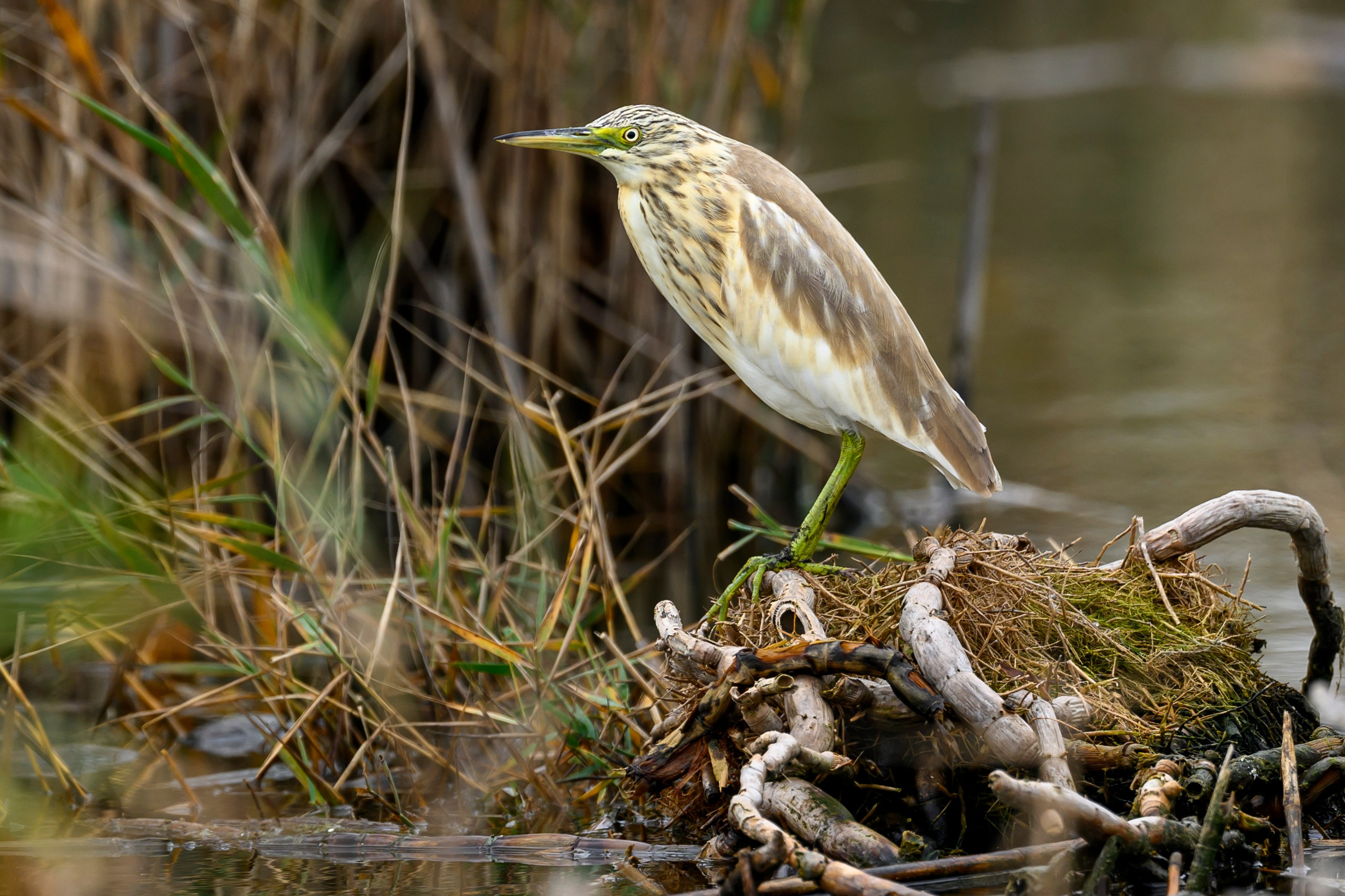 Дагестан. Ноябрь 2025. Фотограф Сергей Пупонин