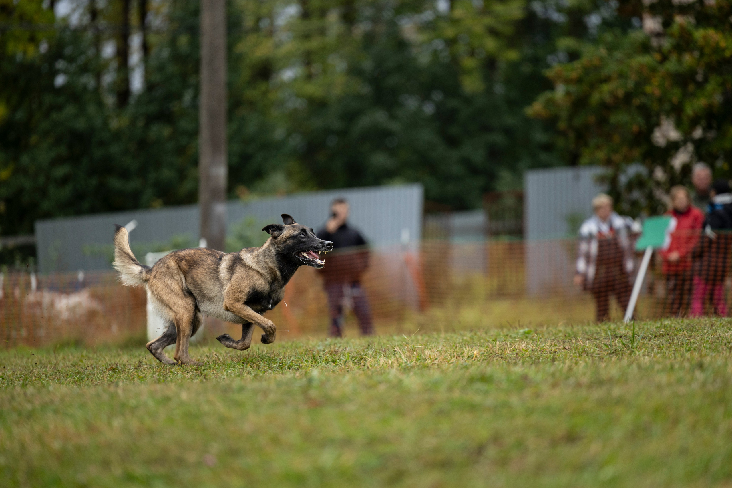 Испытания по Мондьорингу г. Пушкин. Фотограф-анималист Анна Маринич