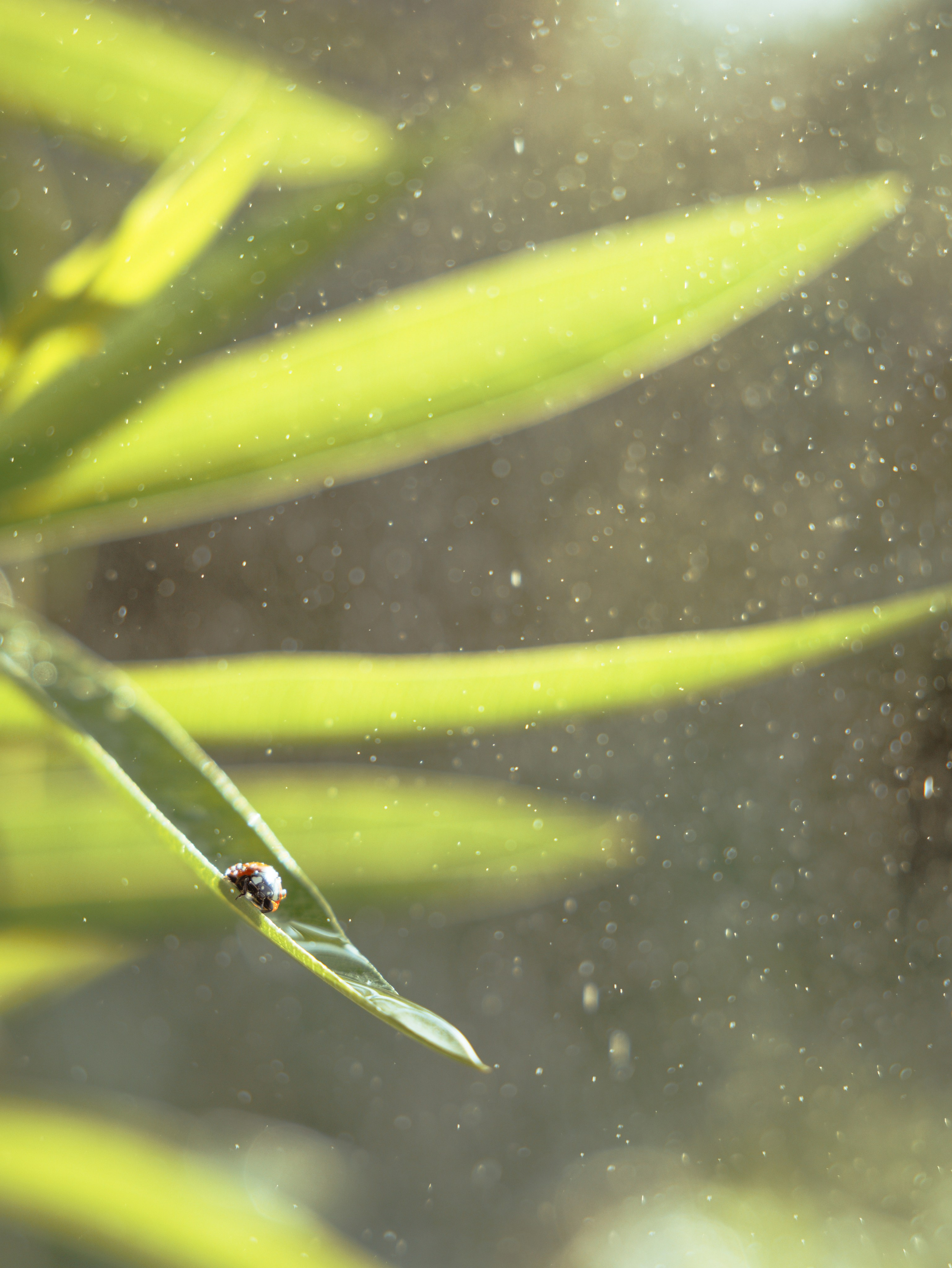 Domik в саду. Артем Корнев Фотограф