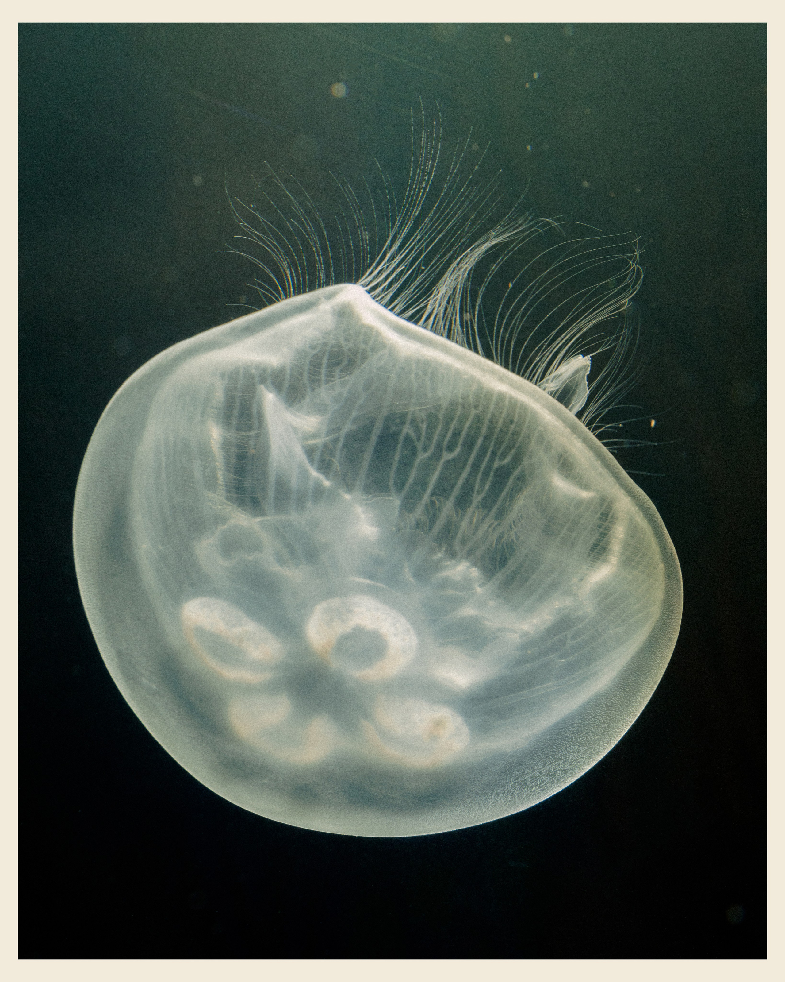 AILAND x VANO. Ivan Petrov photographer