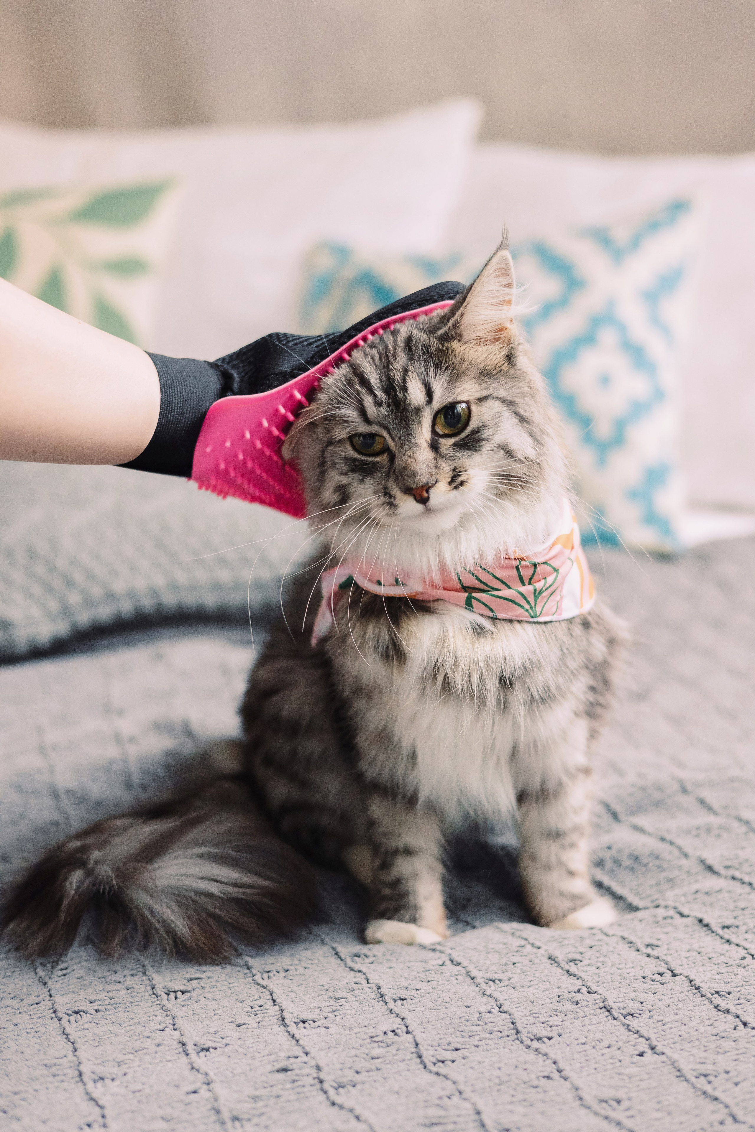 Магазин Friend of mine. Фотограф-анималист Елена Радченко, Москва