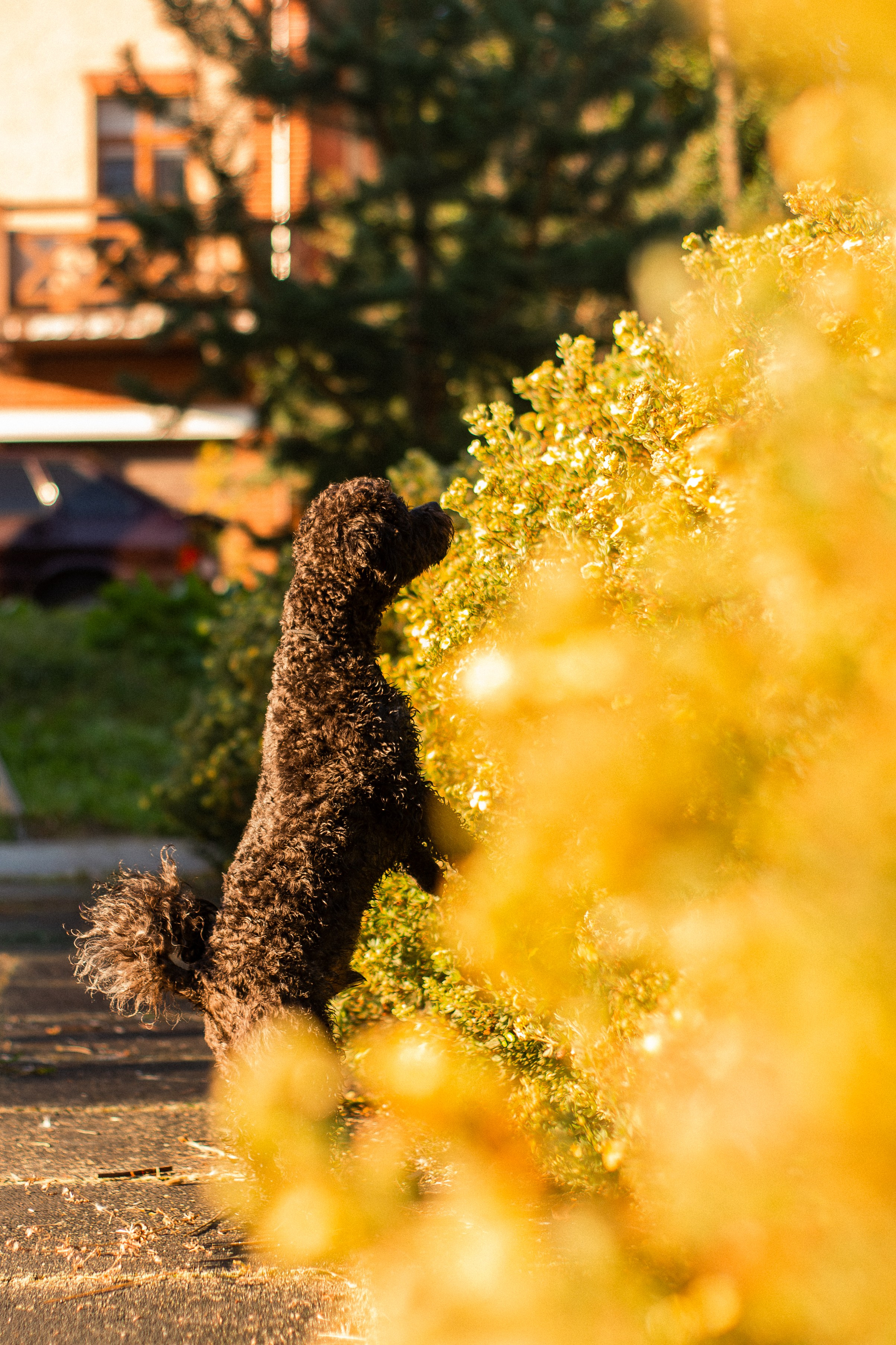 Анна и Бруно. Фотограф-анималист Мария Баркевич | Москва