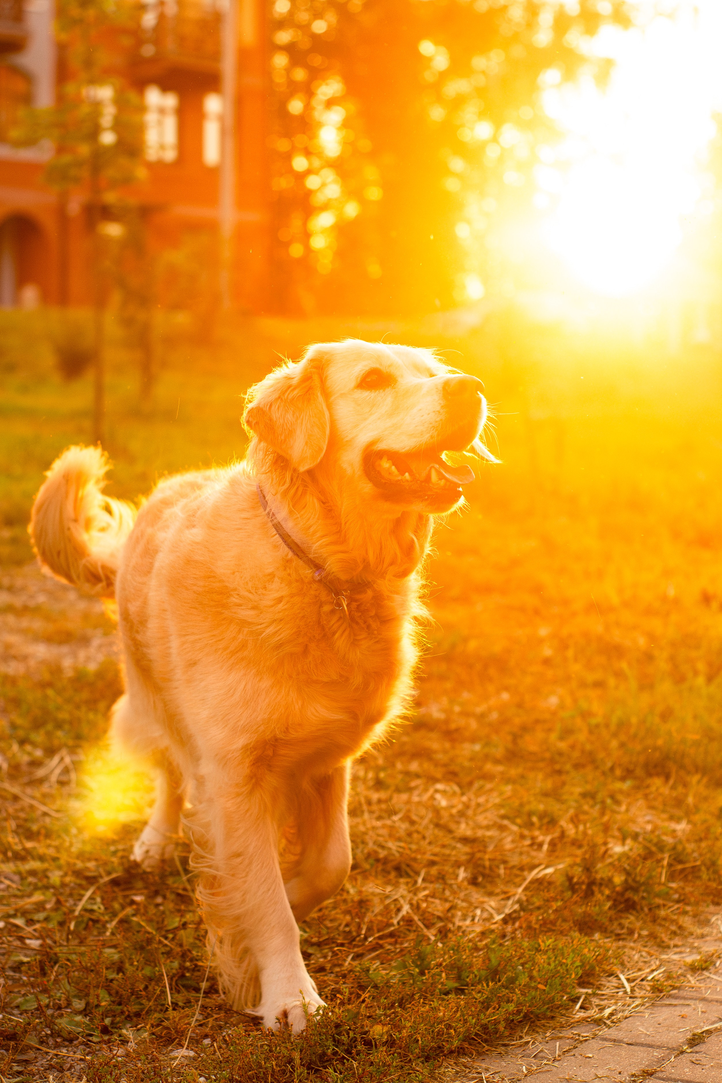 Юля и Мэй. Фотограф-анималист Мария Баркевич | Москва