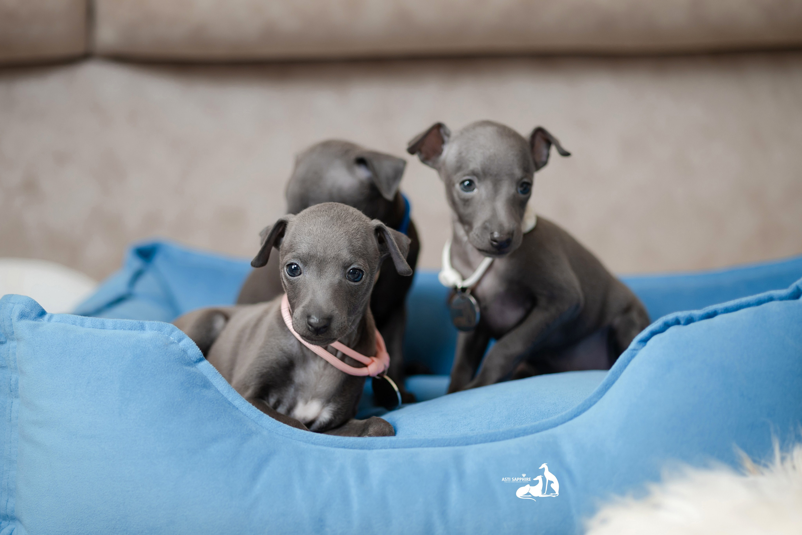 Весенние крошки. Professional Italian Greyhound Kennel RKF/FCI ASTI SAPPHIRE 💎 Sochi|St. Petersburg