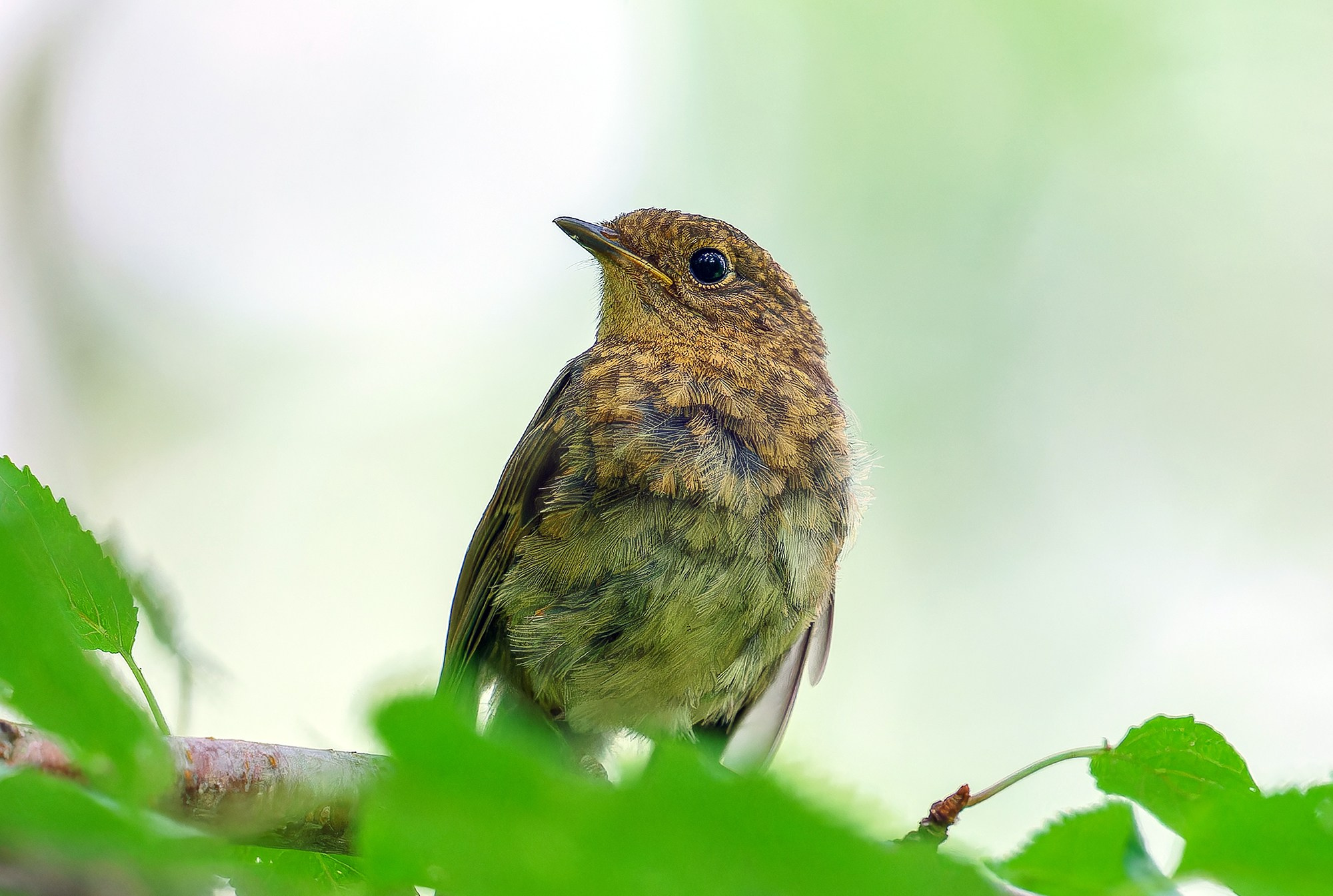 Удивительные мир птиц. Вокруг нас столько прекрасного — присмотритесь!. Ваш личный фотограф Марина Волкова
