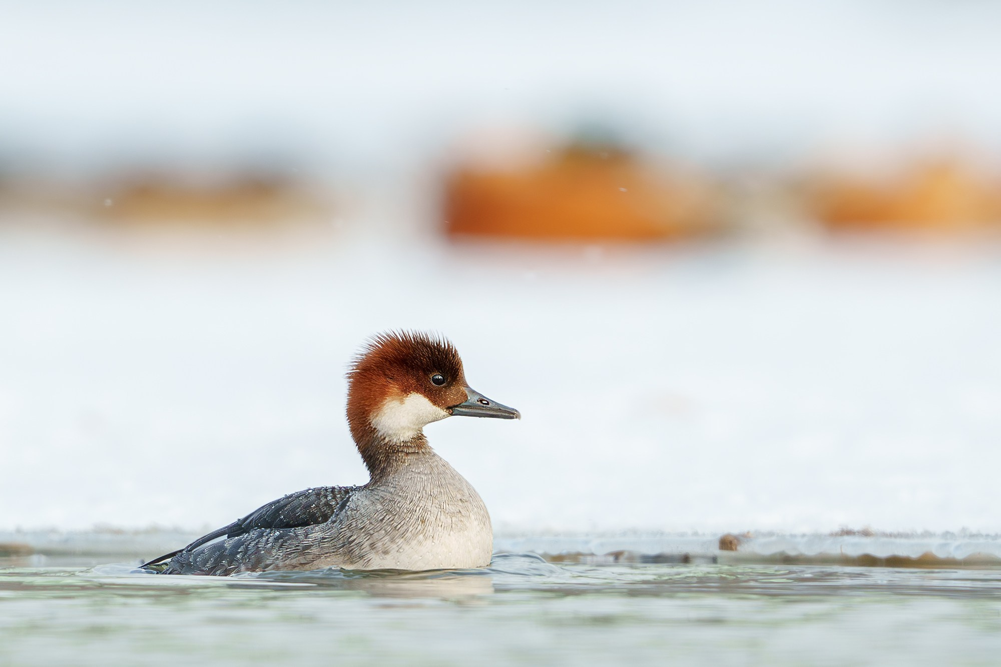 Удивительные мир птиц. Вокруг нас столько прекрасного — присмотритесь!. Ваш личный фотограф Марина Волкова