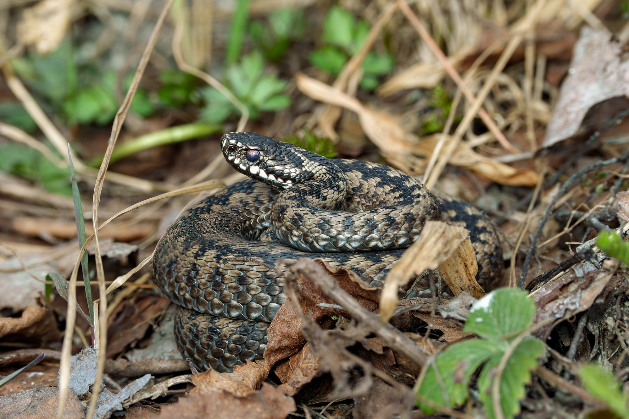 Животные. Ваш личный фотограф Марина Волкова