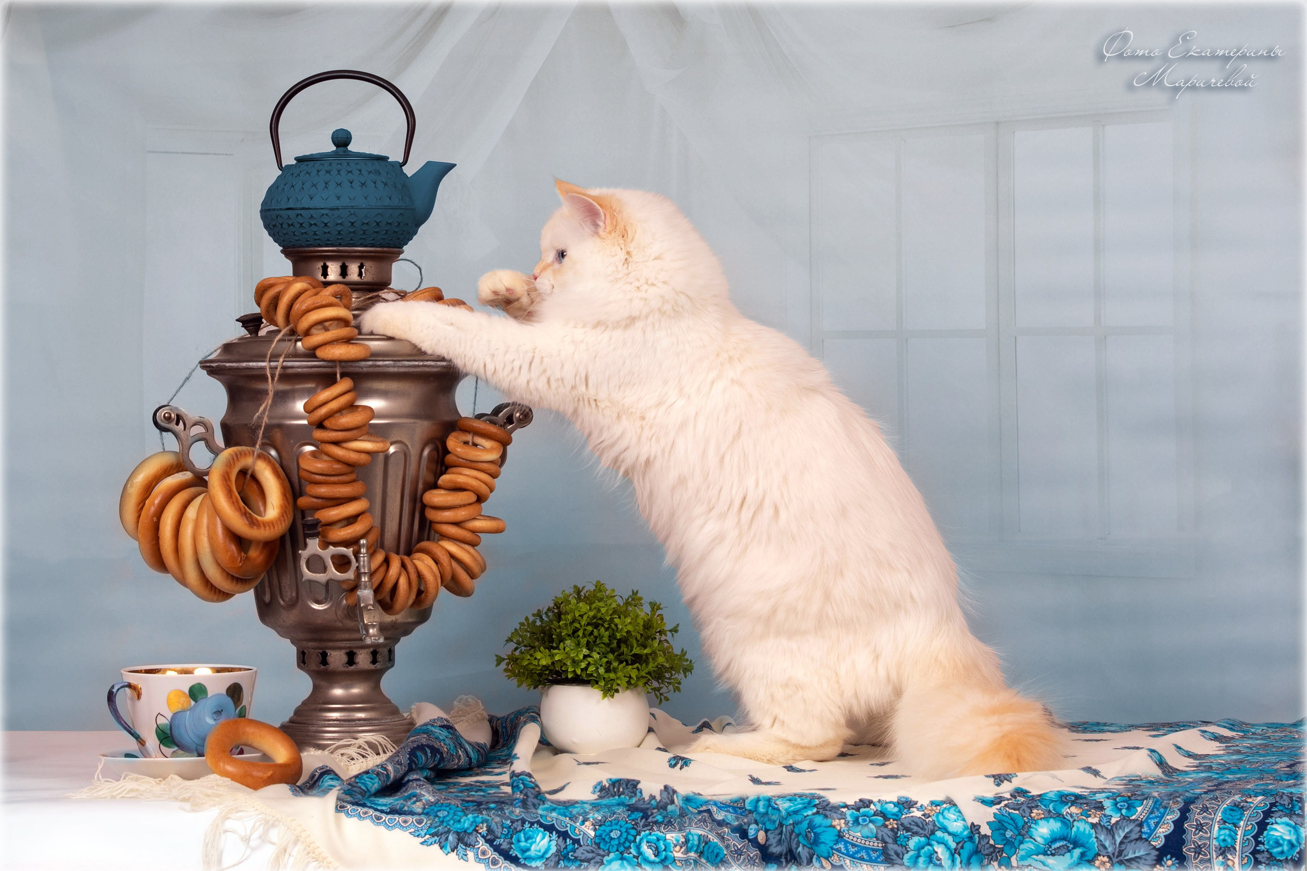 Тематические фоны с рисунком. Фотограф-анималист в Омске Екатерина Маричева