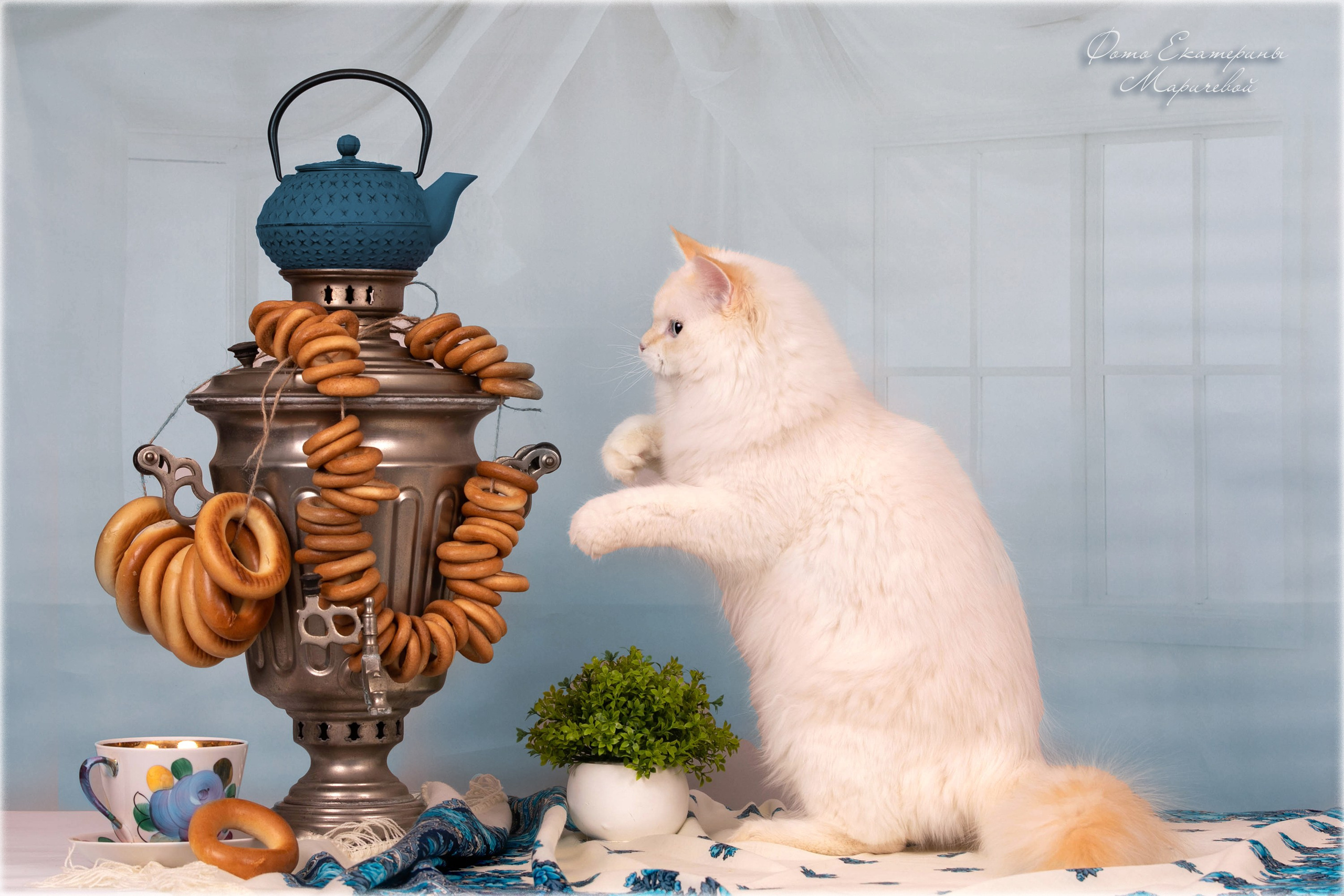 Тематические фоны с рисунком. Фотограф-анималист в Омске Екатерина Маричева