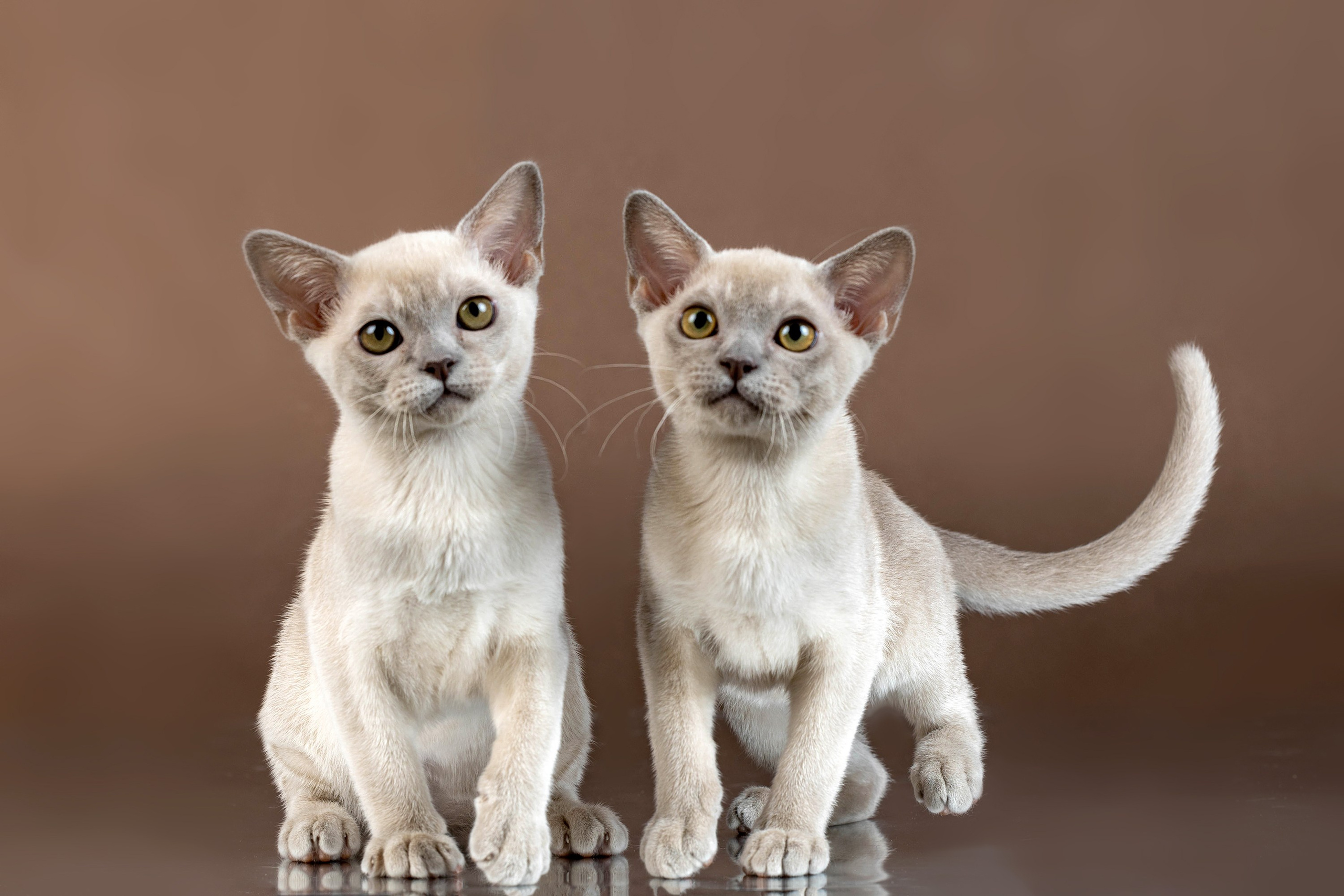 Стендовая съёмка на выставках кошек. Фотограф-анималист в Омске Екатерина Маричева