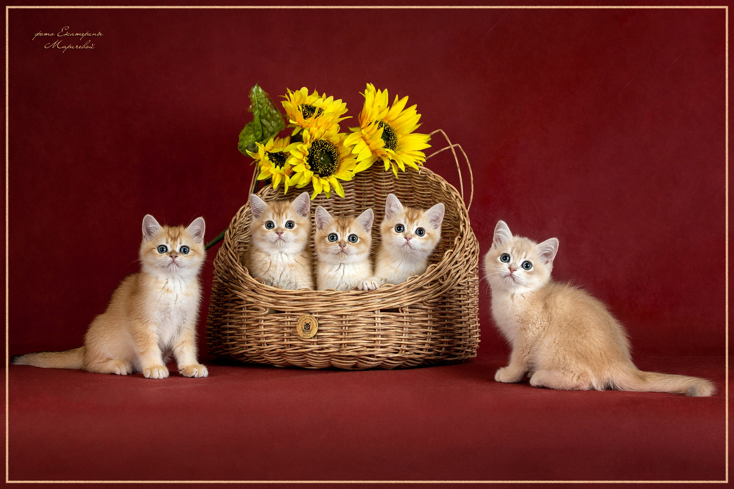 Галерея котят. Фотограф-анималист в Омске Екатерина Маричева