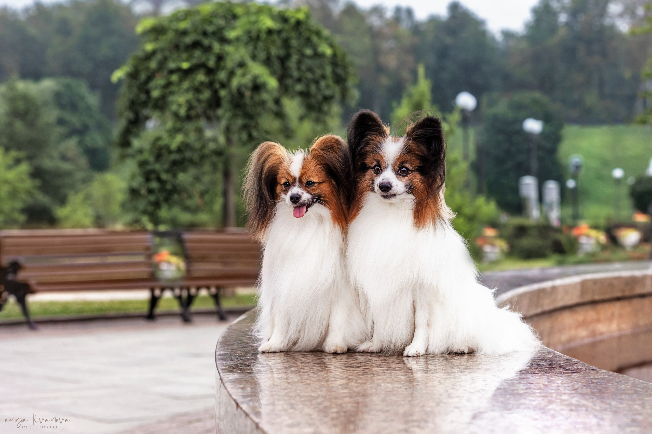 Елена и папийоны. Фотограф анималист Аня Ливанова | Рыбинск