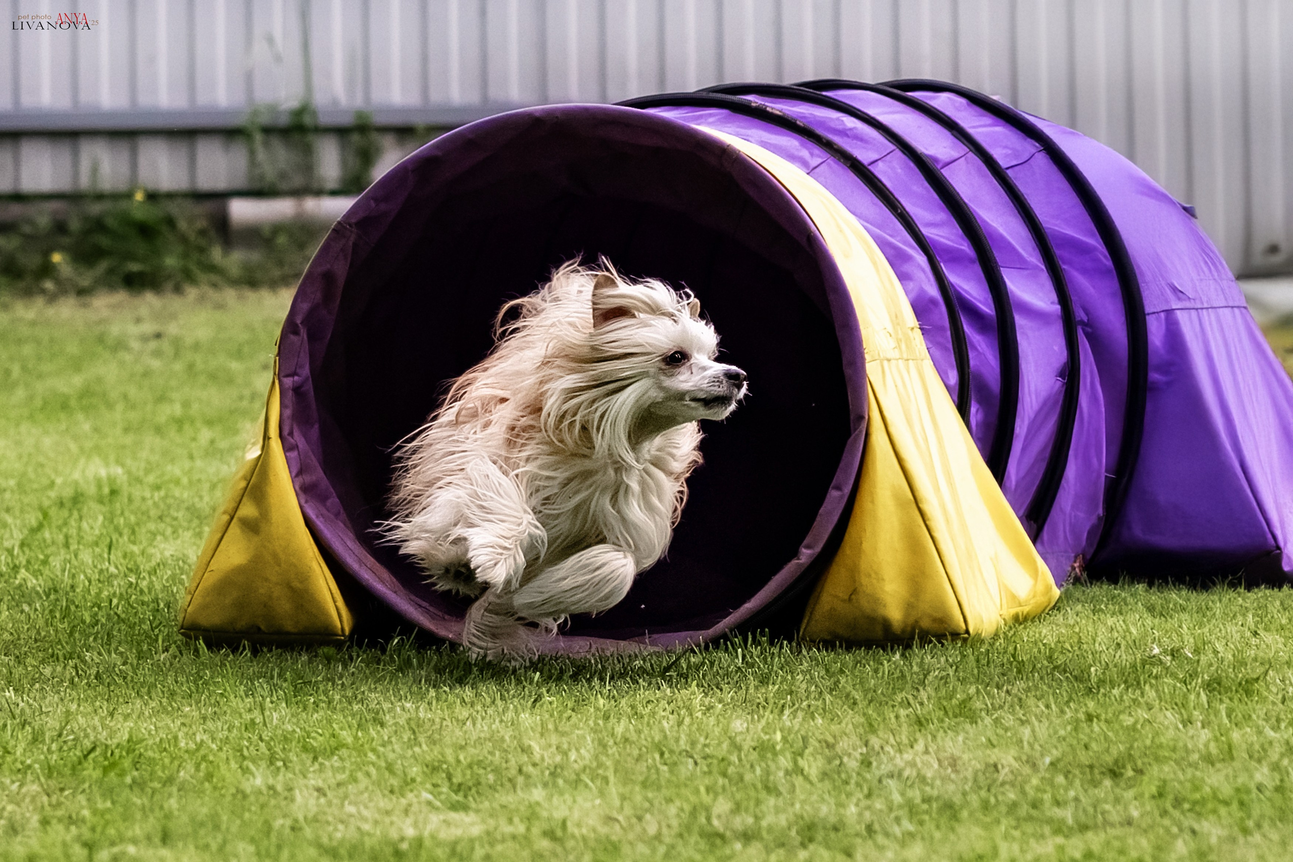 Аджилити Рыбинск. Фотограф анималист Аня Ливанова | Рыбинск