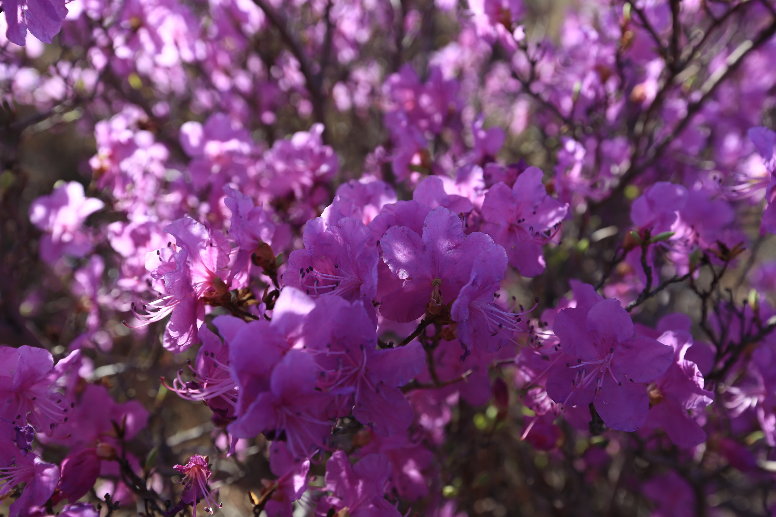 Фото Природы Забайкалья. Студия Максима Белослюдцева