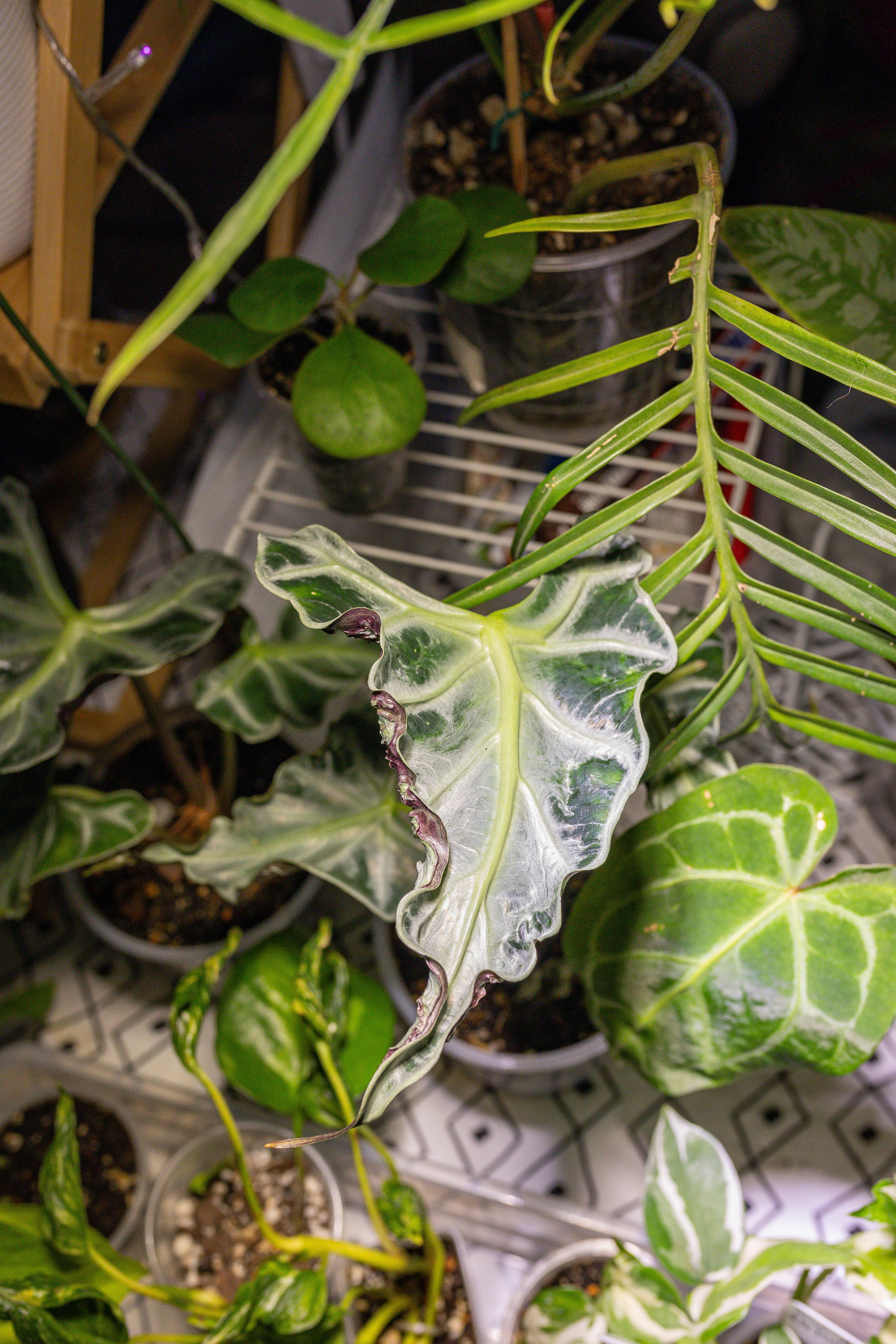 Growbox декабрь 2025. Александра Куликова фотограф, Москва