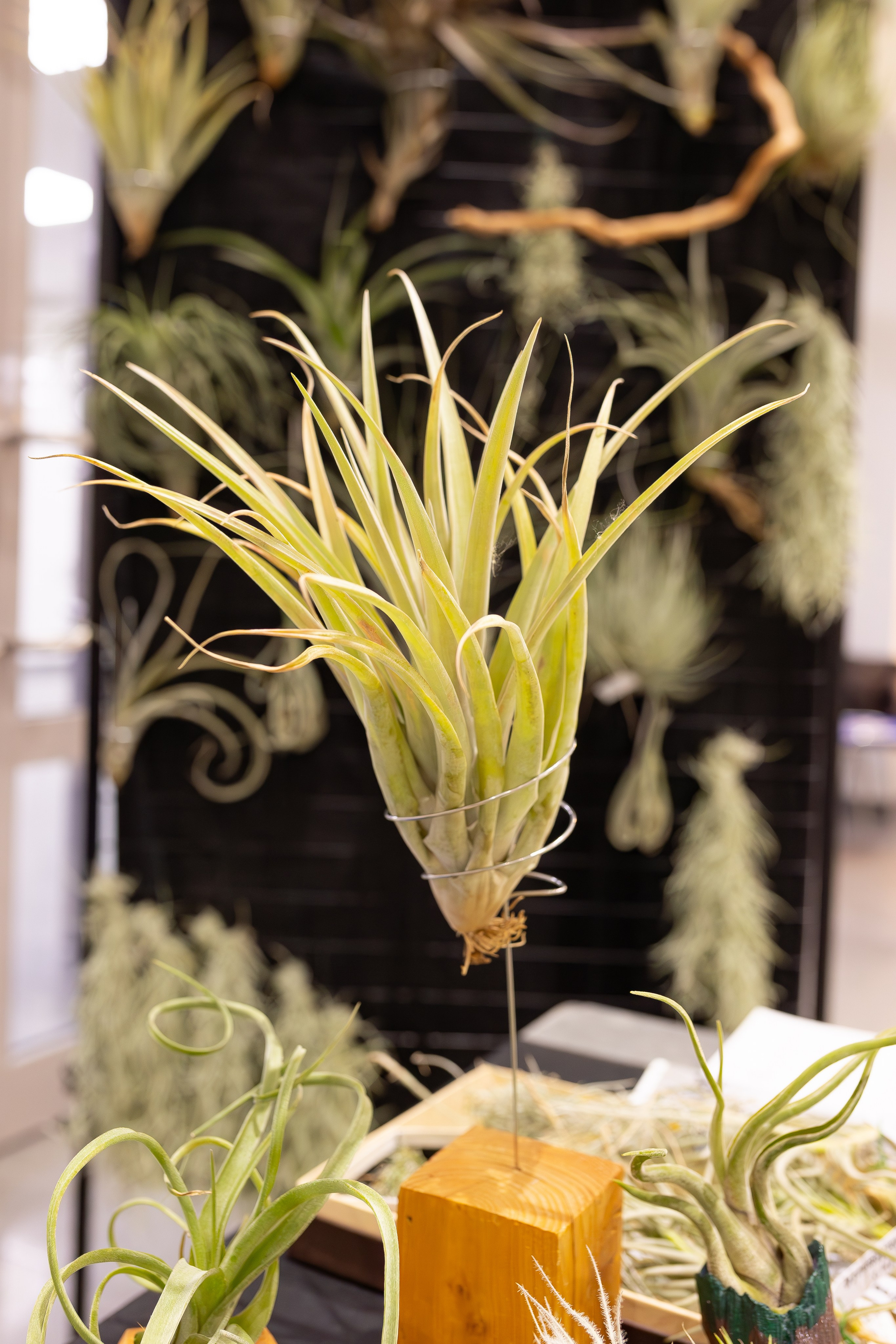 Монстериум апрель 2026. Александра Куликова фотограф, Москва