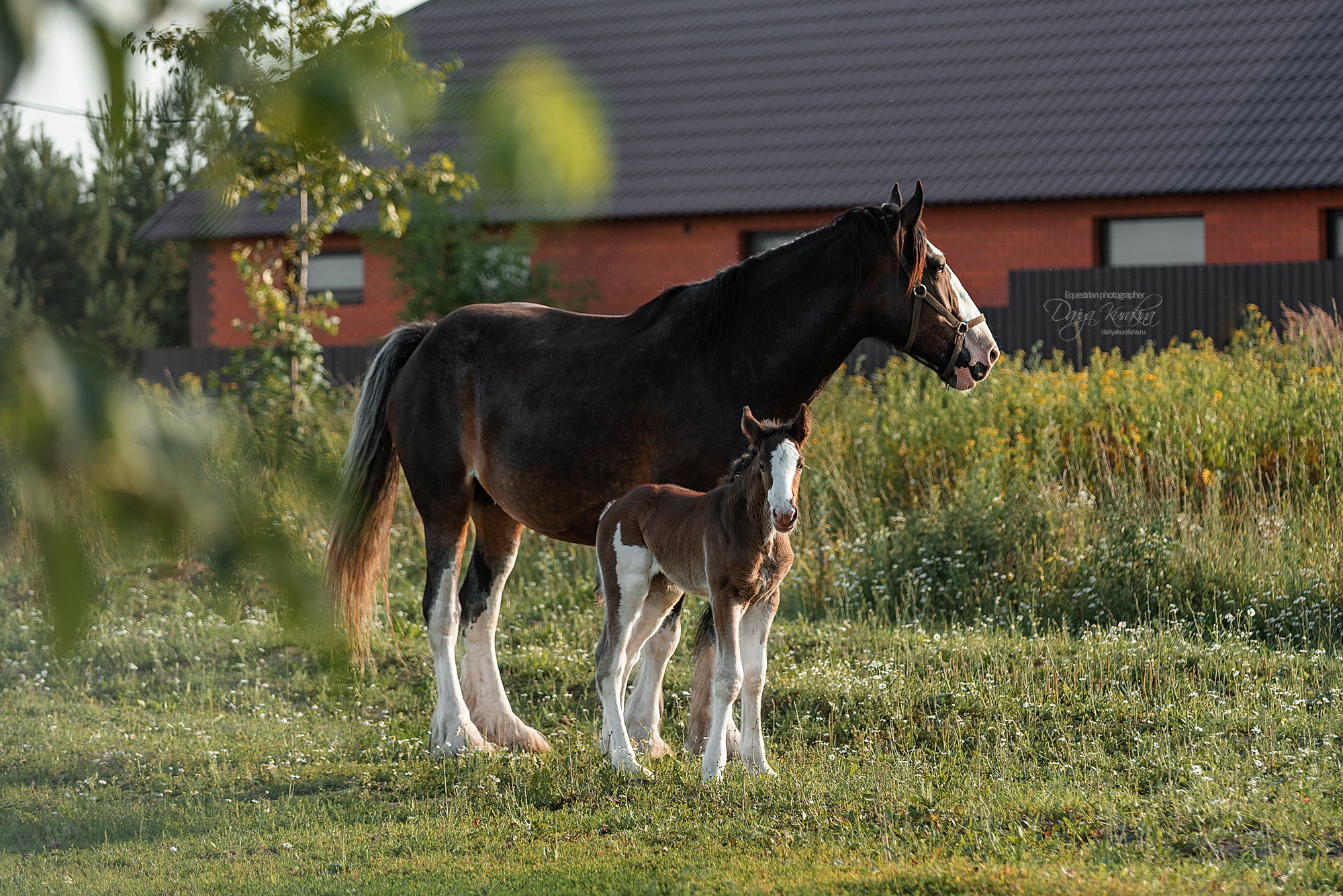 Рапунцель и Квини. Конный фотограф Куракина Дарья • Фотосессии с лошадьми