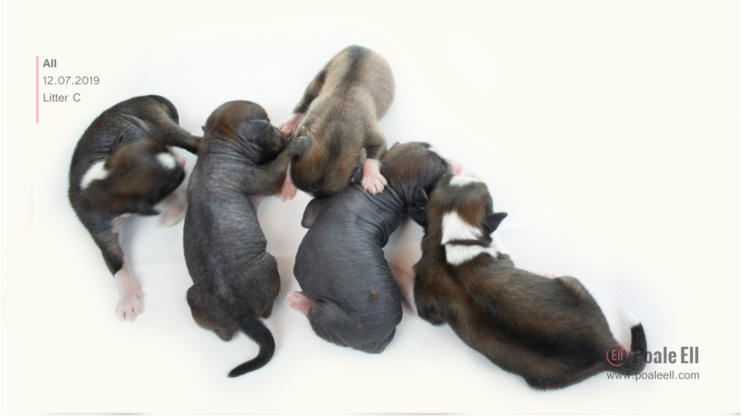Litter C. Chinese Crested Dog Kennel Poale Ell