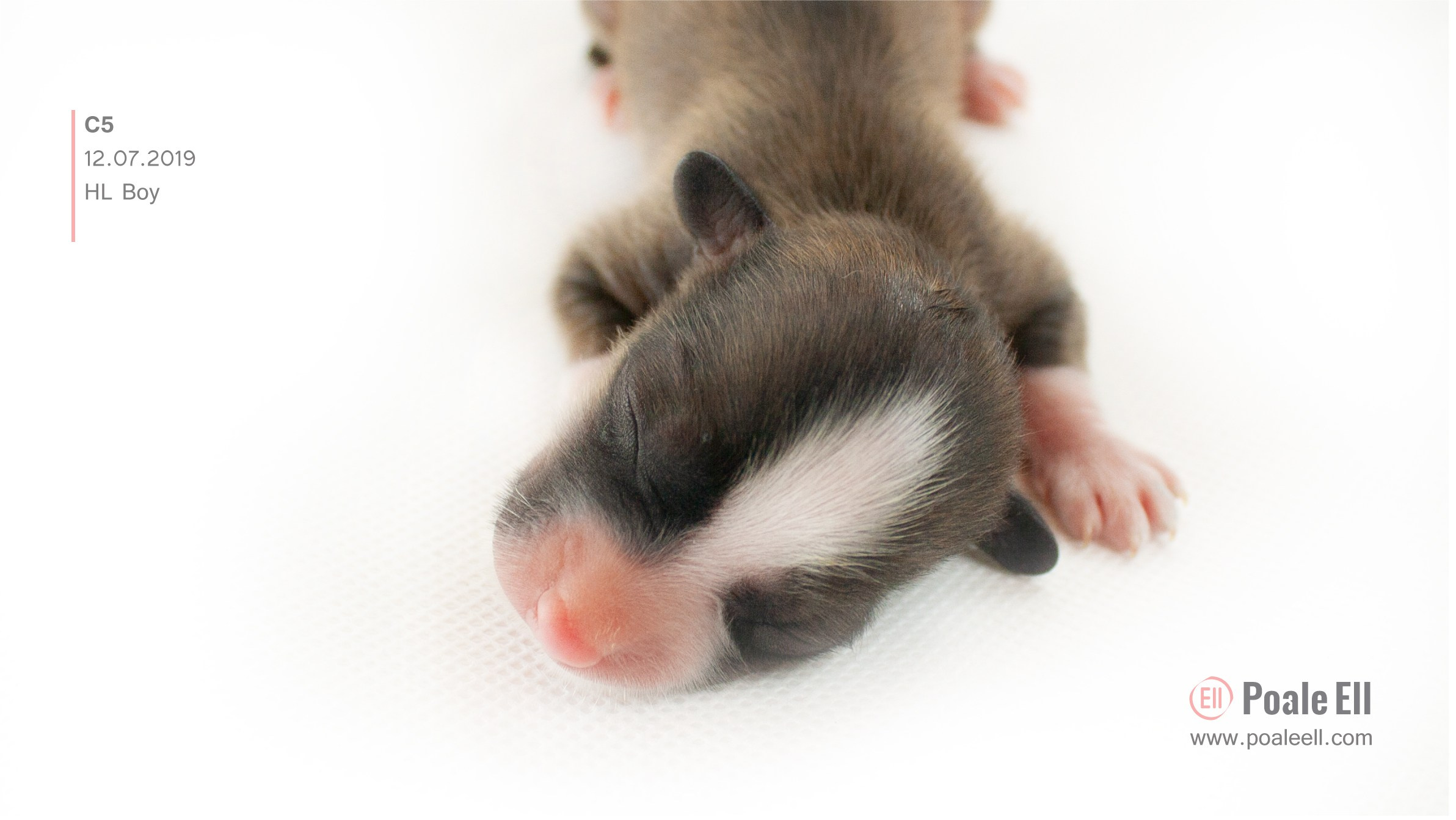 Litter C. Chinese Crested Dog Kennel Poale Ell