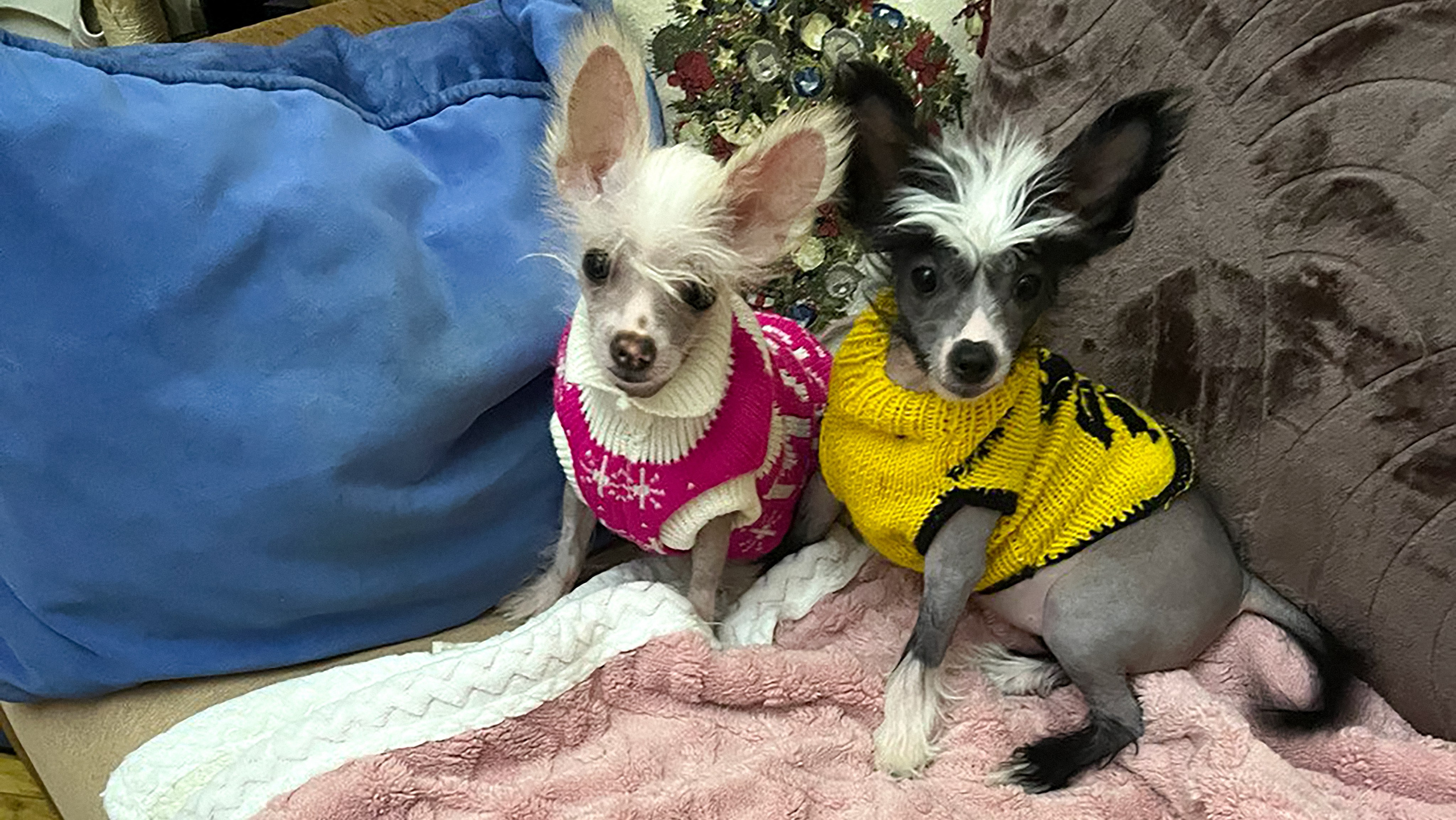 Dora & Dominika 05.02.2026 3.5 month