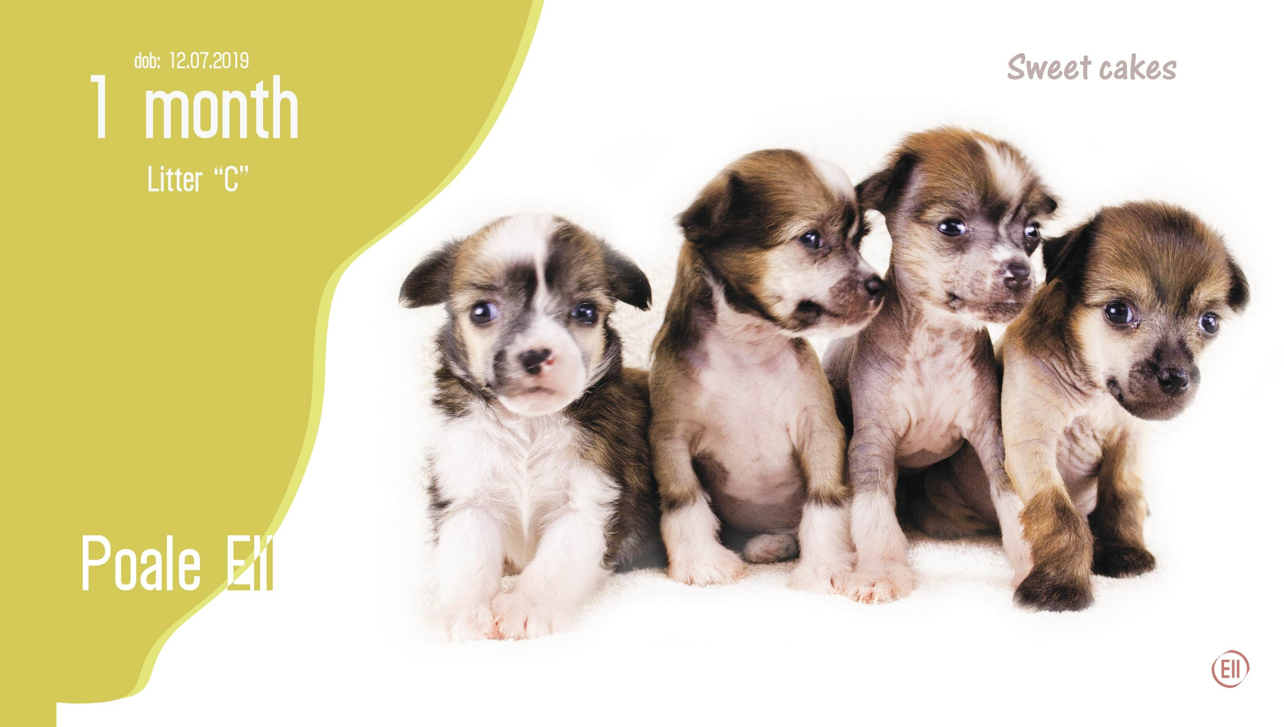 Litter C. Chinese Crested Dog Kennel Poale Ell