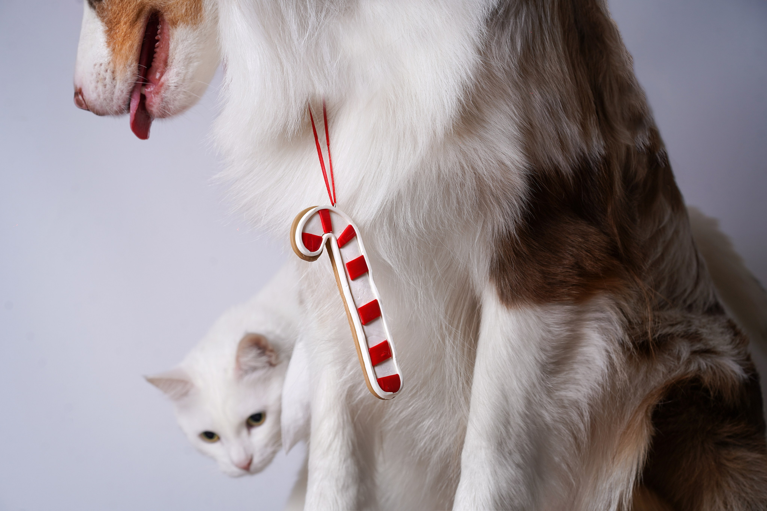 Панда Сэм и Маффин. Фотограф-анималист в Санкт-Петербурге Яна Мартынова