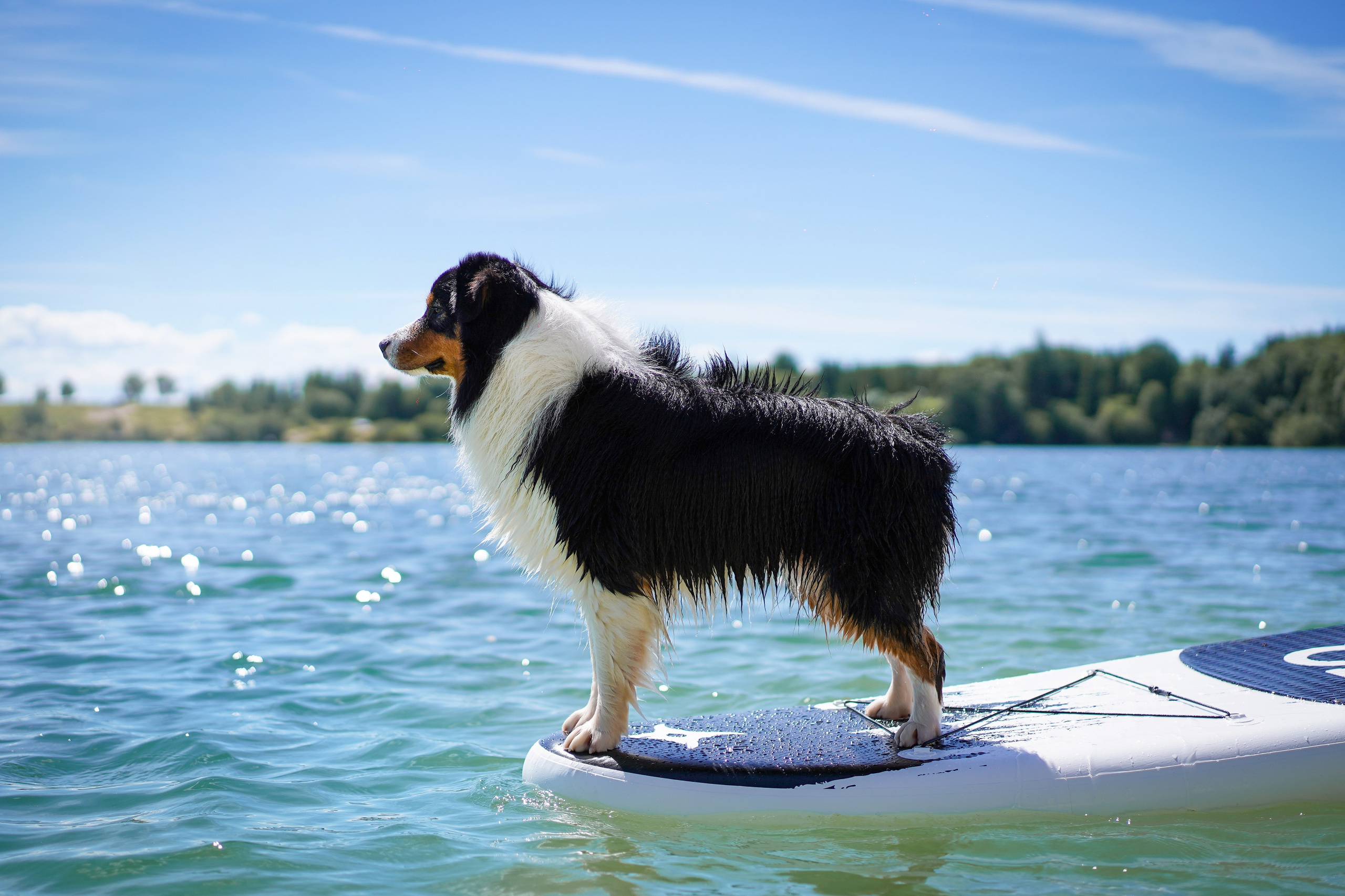 Аусси на карьерах. Фотограф-анималист в Санкт-Петербурге Яна Мартынова