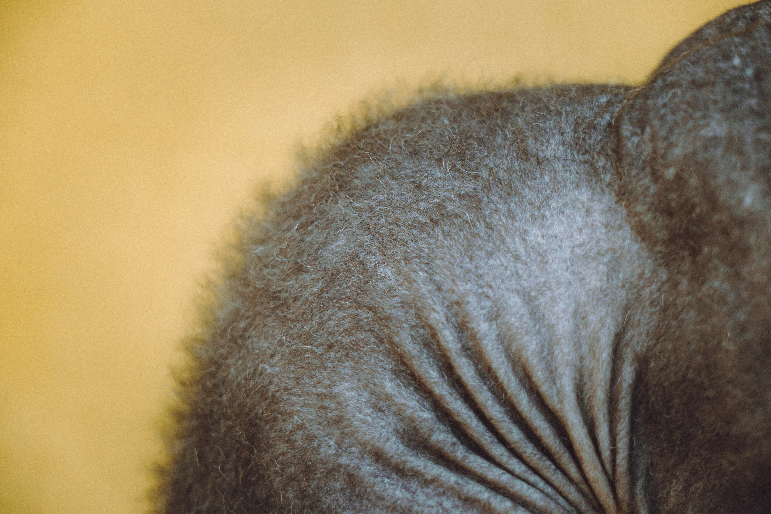 Кокос, Света, Динара и Вилли