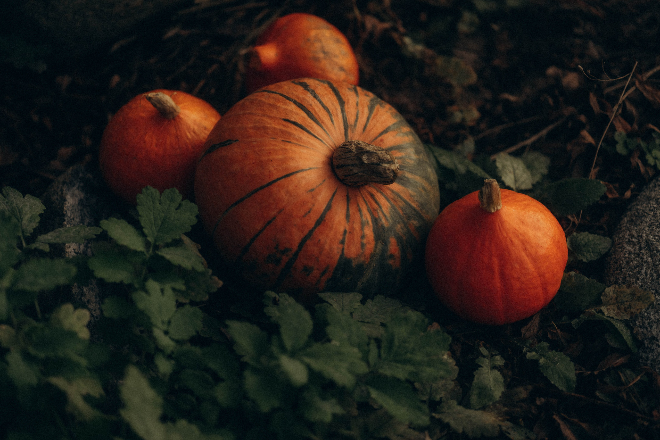 Соня & Ева. Семейный фотограф в Калининграде Елена Глазунова