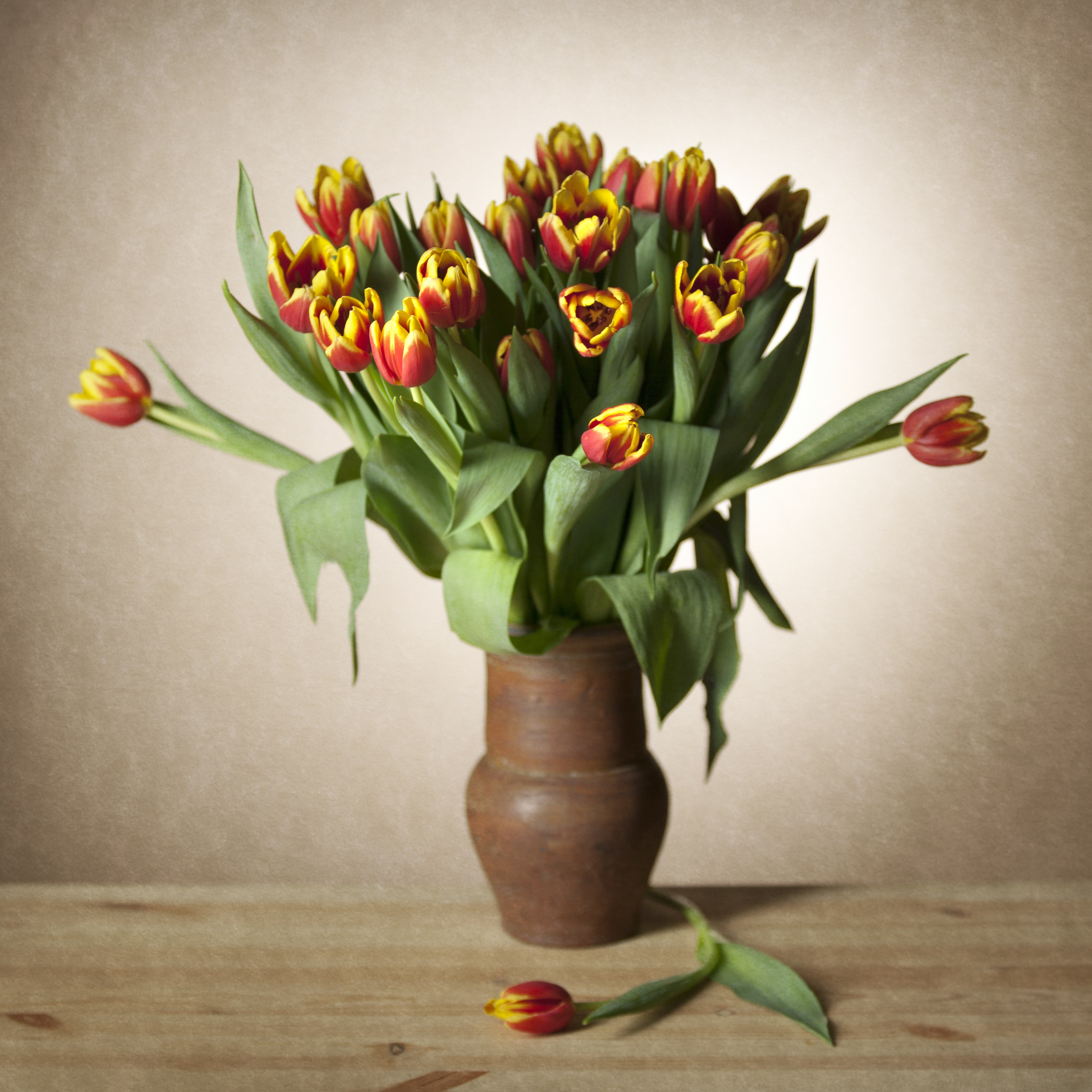 Цветы. Фотограф Мария Кольцова