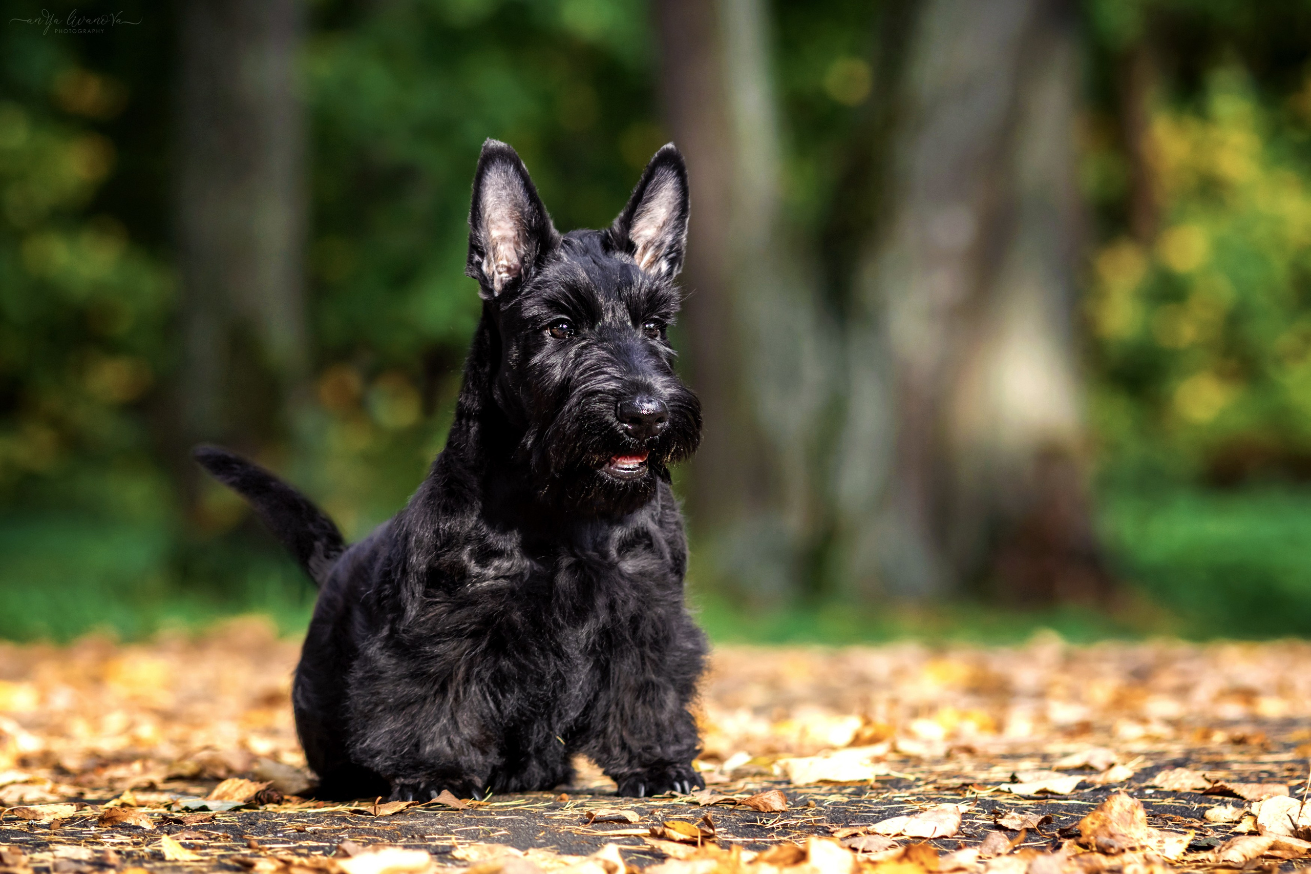 Скотчики Аврора и Амира. Фотограф анималист Аня Ливанова | Рыбинск