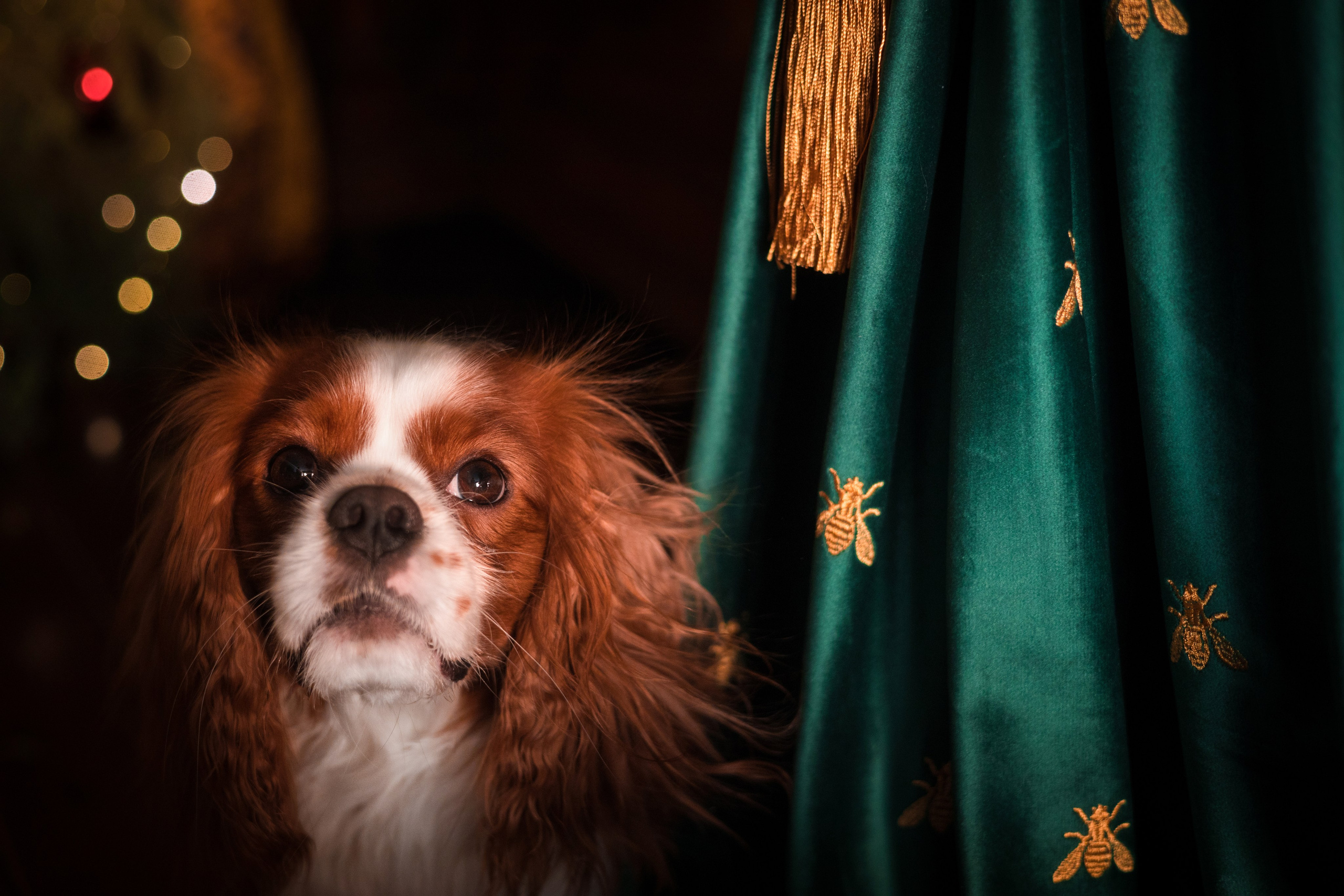 Портфолио. Фотограф-анималист в Екатеринбурге Марина Шишкина