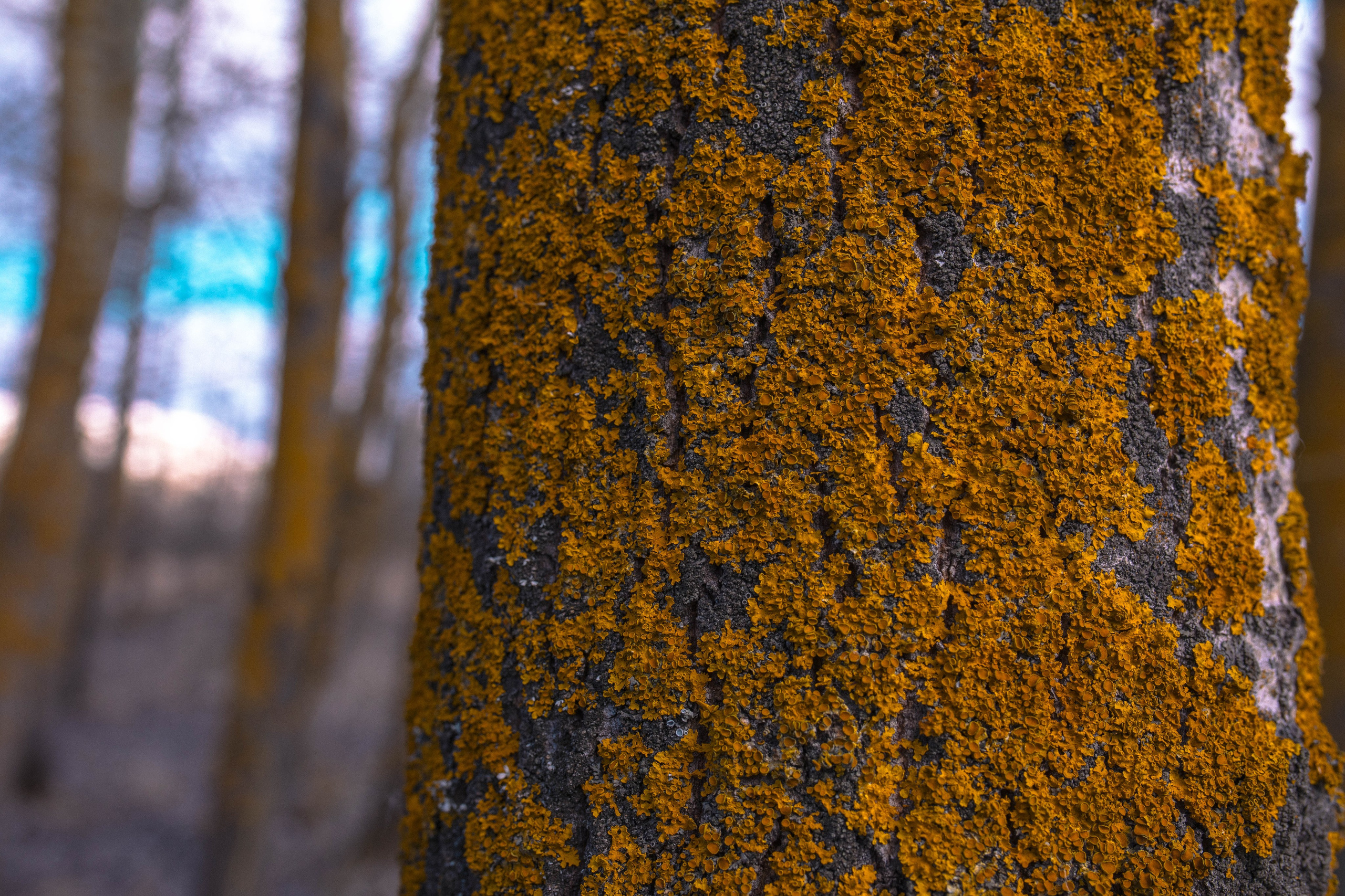 Экология. Воскресенск. Фотограф София Комкина