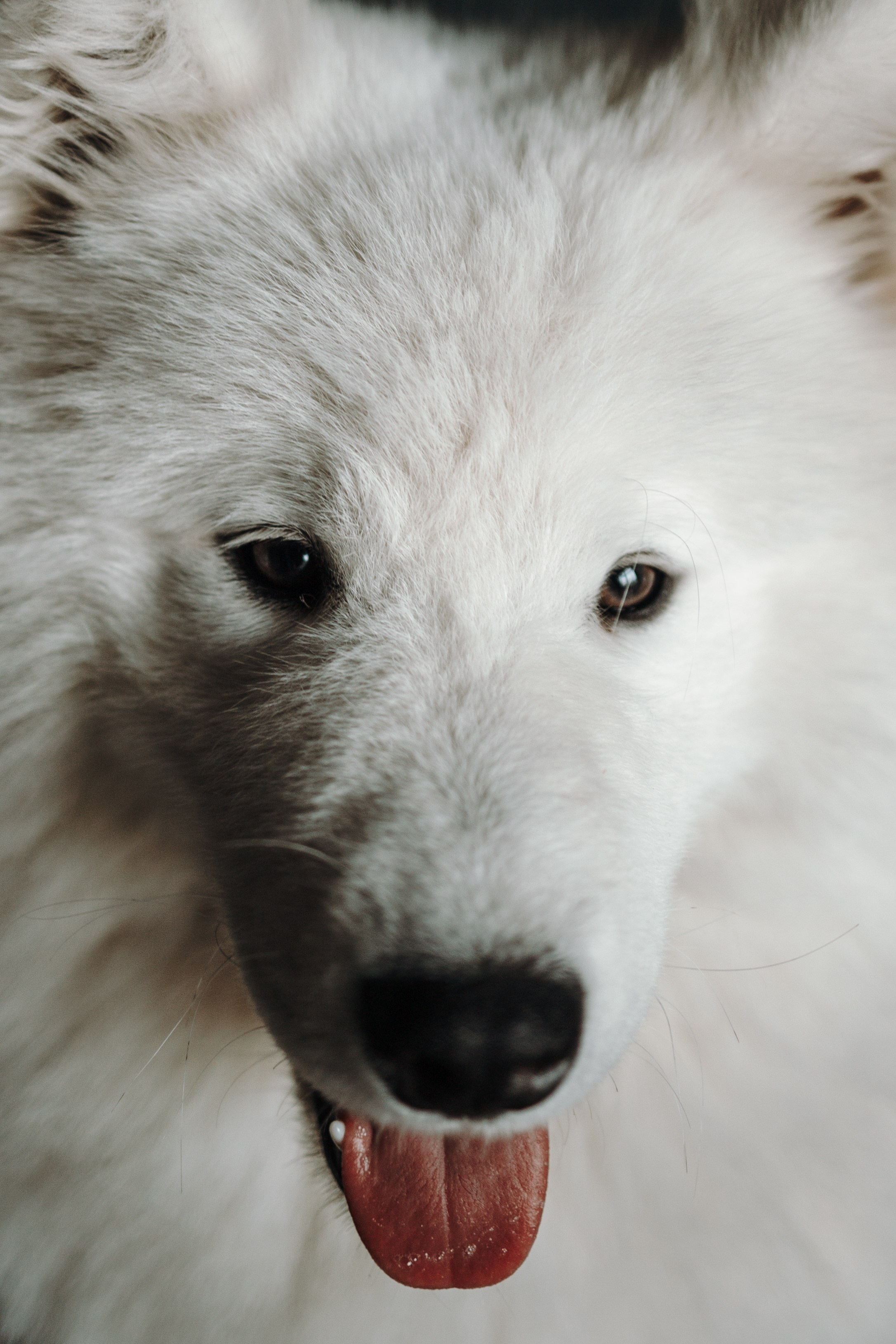 Марина и Мушу. Фотограф — Анималист | Санкт-Петербург