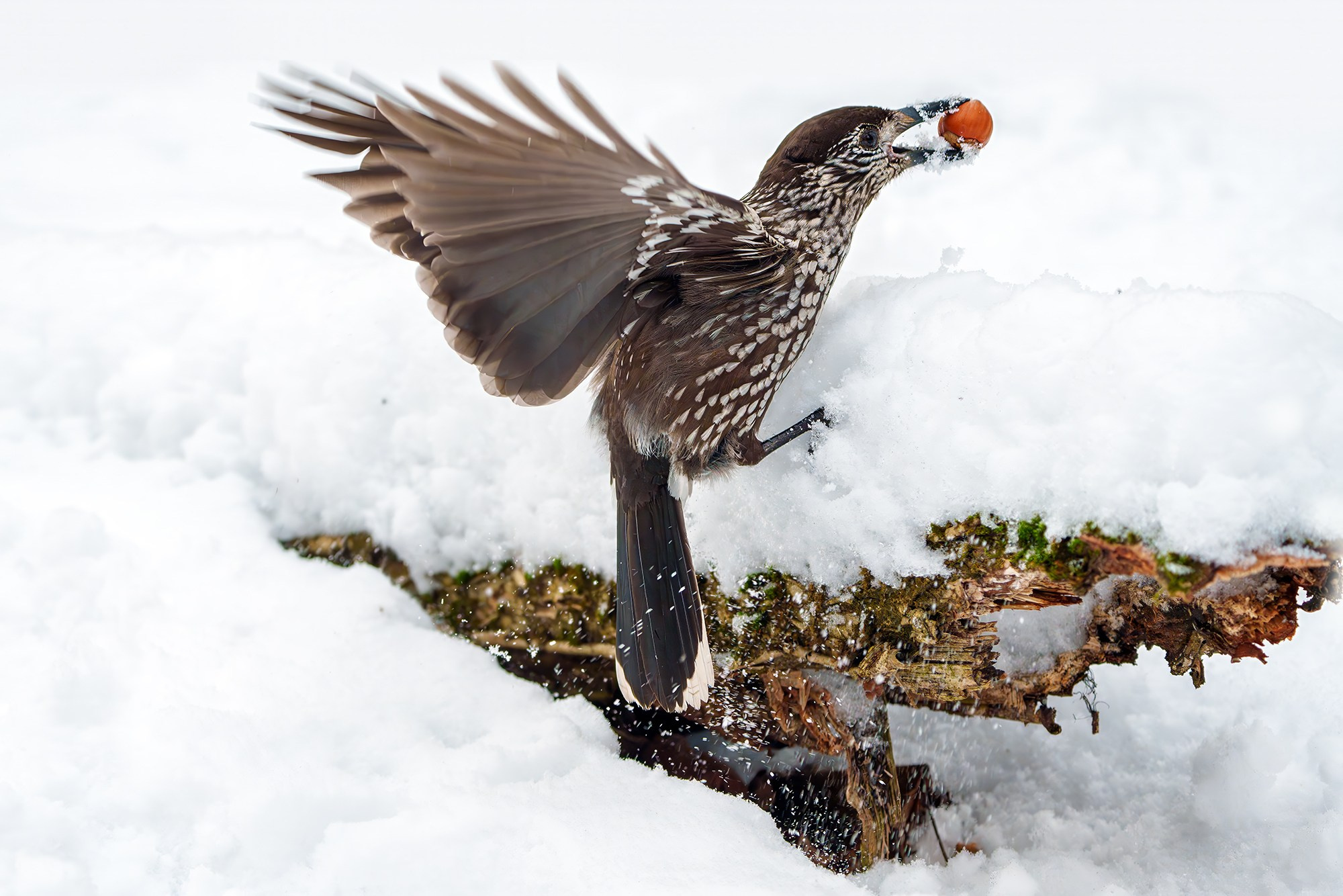 Удивительные мир птиц. Вокруг нас столько прекрасного — присмотритесь!. Ваш личный фотограф Марина Волкова