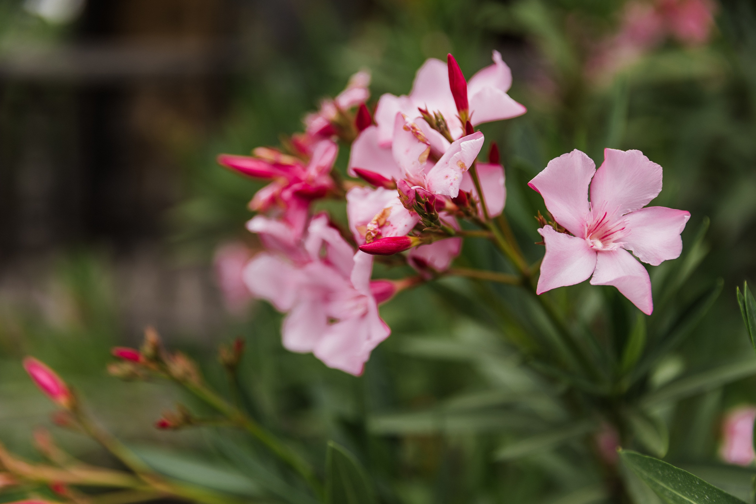 Georgia. Свадебный и семейный фотограф в Краснодаре Роман Моско