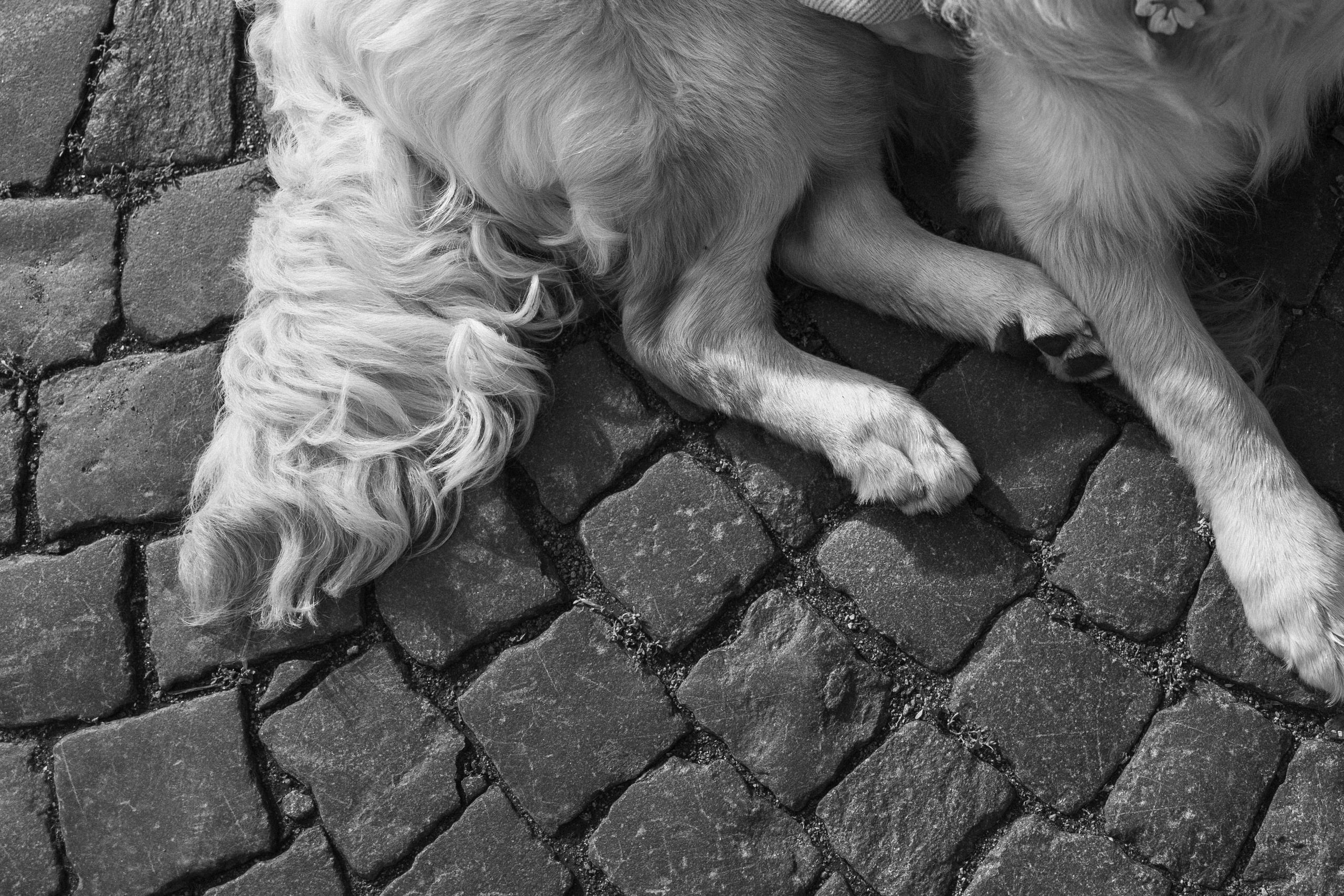 Бетти и ее семья. Фотограф — Анималист | Санкт-Петербург