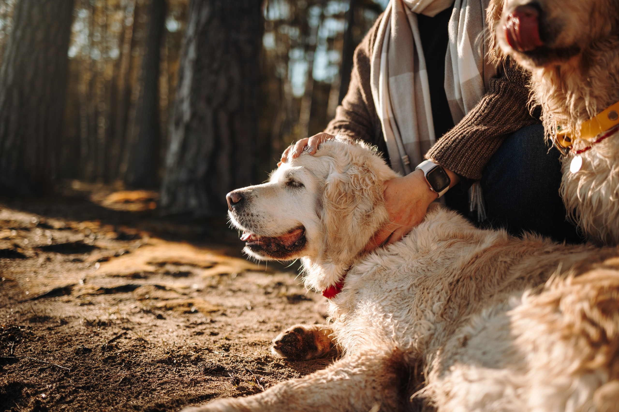 Катя и ее девочки. Фотограф — Анималист | Санкт-Петербург