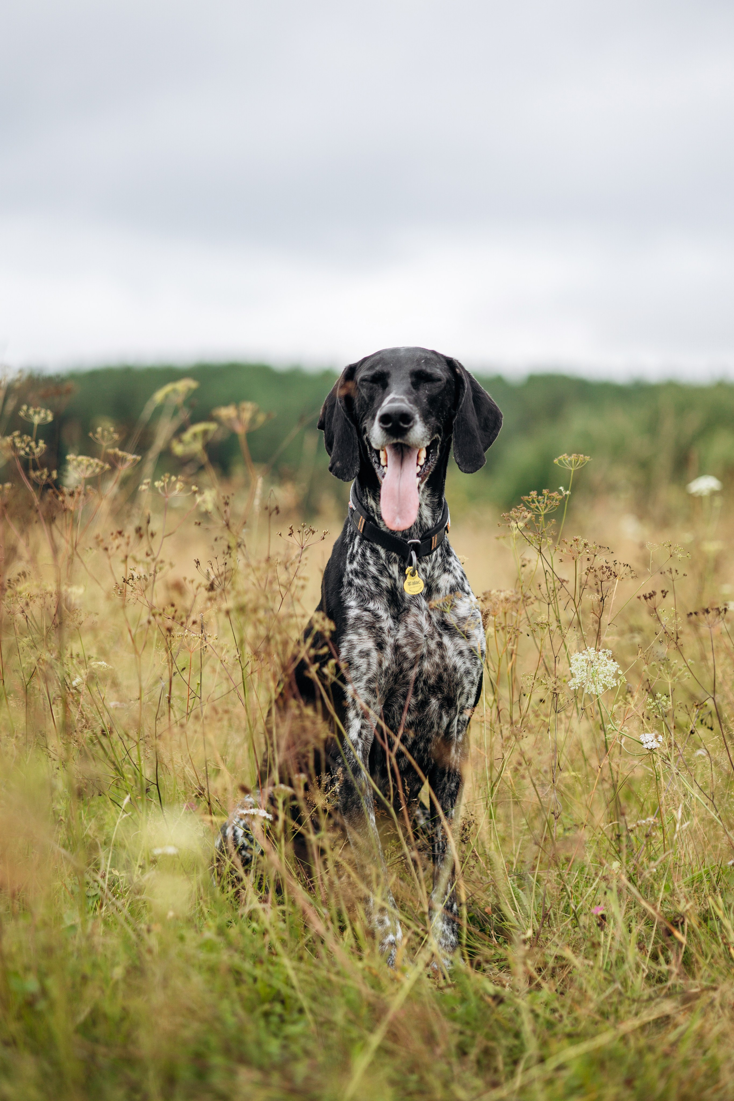 Хеликс и его семья. Фотограф — Анималист | Санкт-Петербург